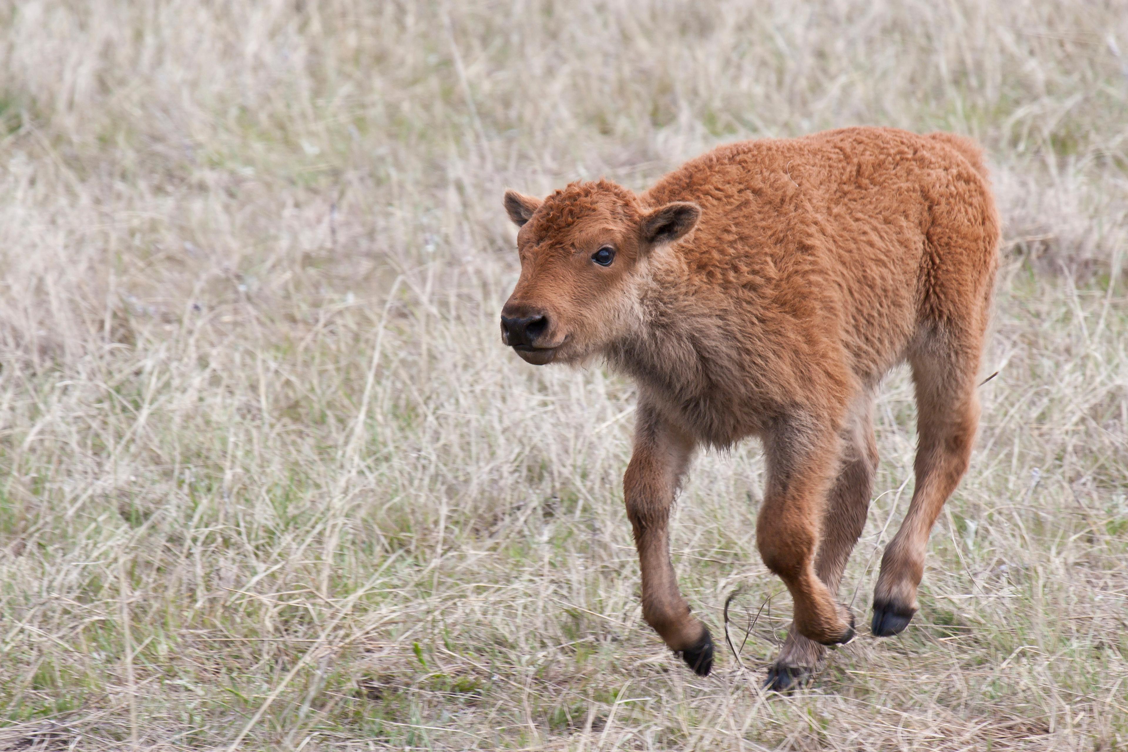 Baby Buffalo