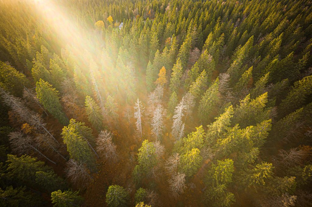 TOPSHOT-SWITZERLAND-ENVIRONMENT-FORESTS-CLIMATE-MUSIC