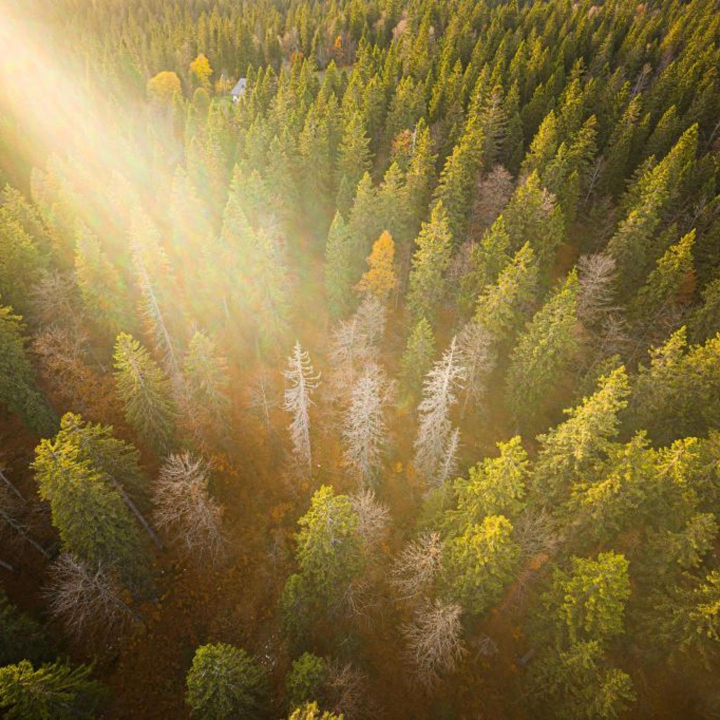 TOPSHOT-SWITZERLAND-ENVIRONMENT-FORESTS-CLIMATE-MUSIC