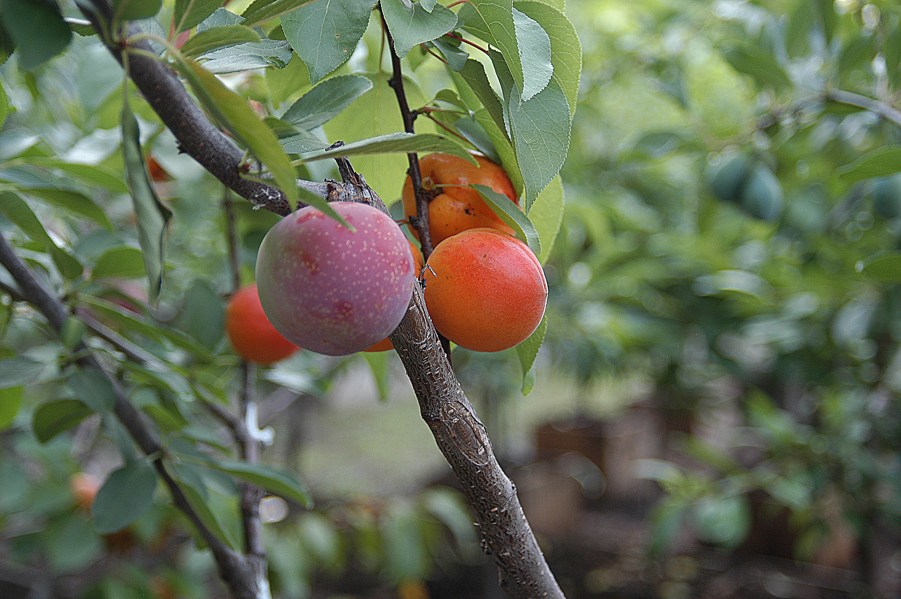 Tree of 40 Fruit by Sam Van Aken