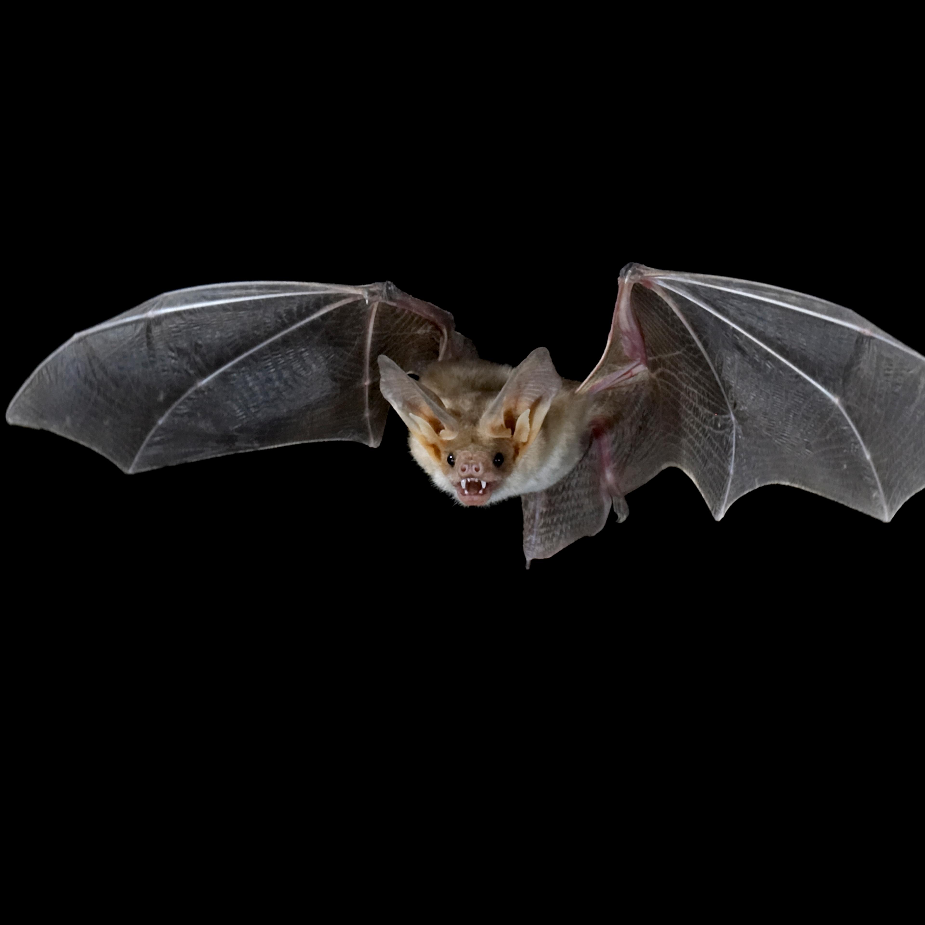 Pallid bat (Antrozous pallidus) in flight, near Portal, Arizona, United States of America, North America