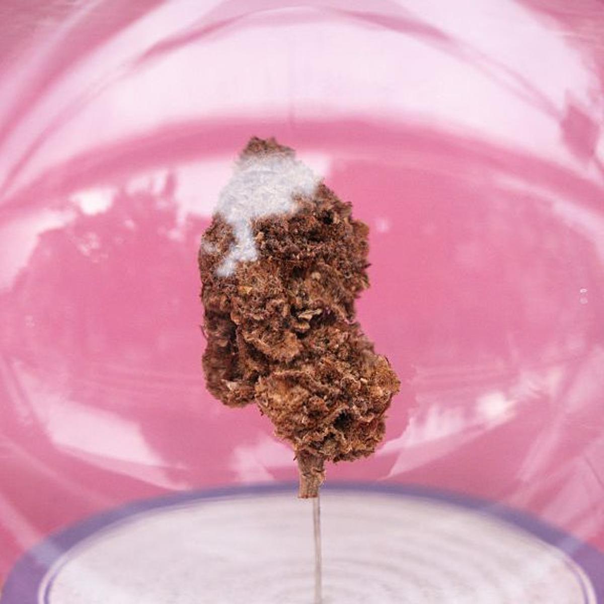 Marijuana flowers are pictured for sale at a cannabis store along Khao San Road in Bangkok, Thailand, on May 23, 2025.