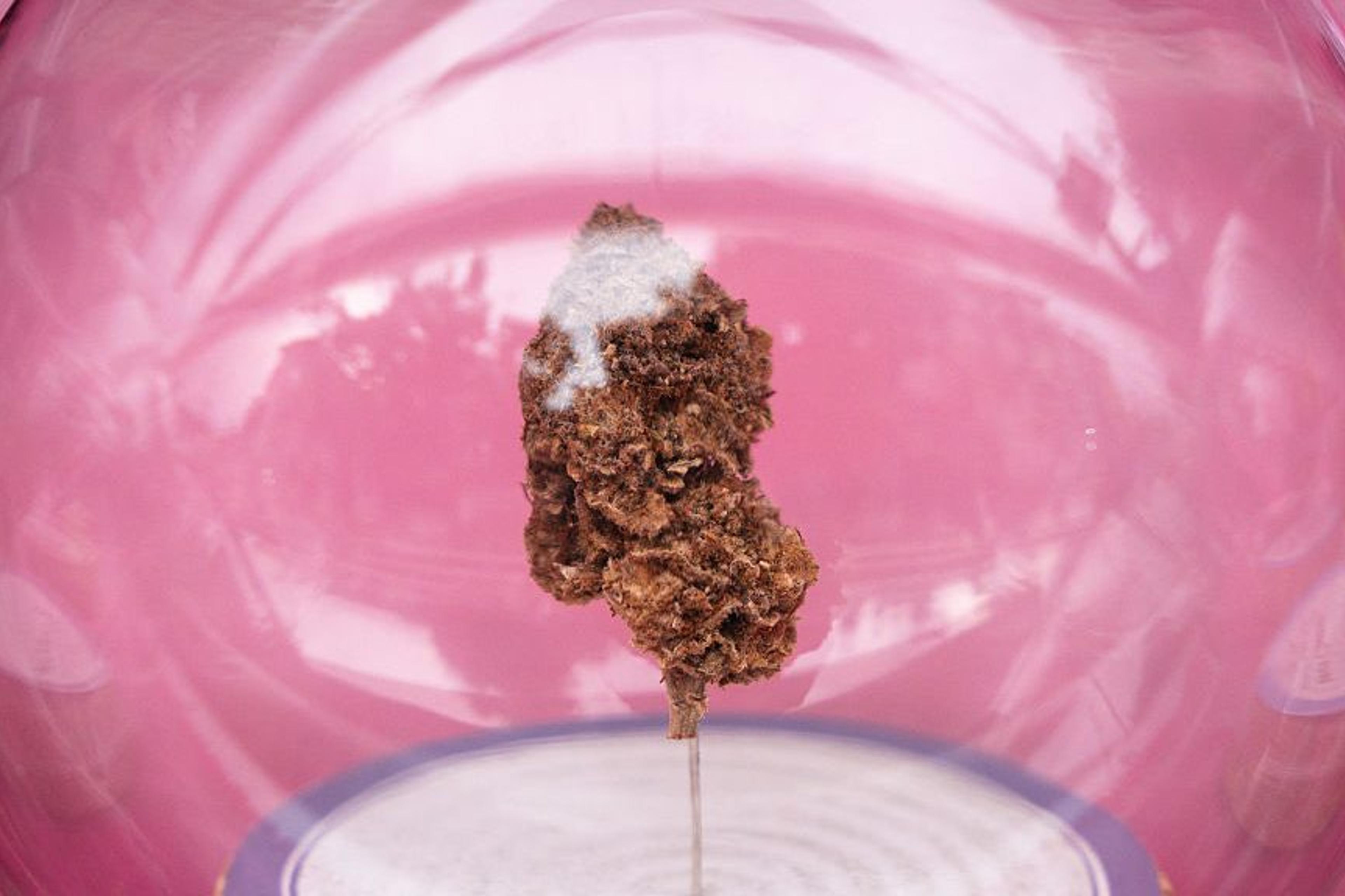 Thailand's Marijuana Un-Legalization: What to Know Thailand's Marijuana Un-Legalization: What to Know