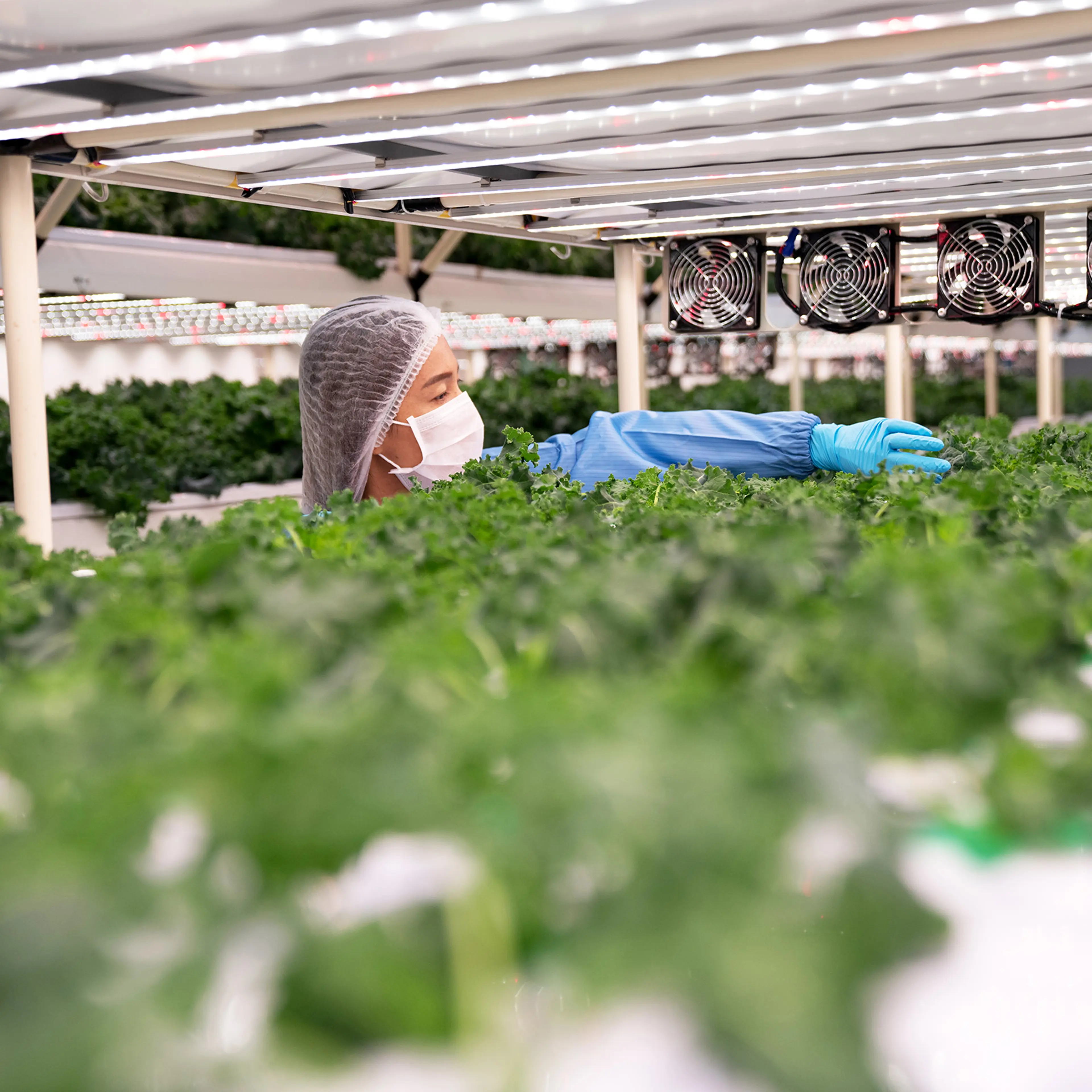 Safety food production and quality control