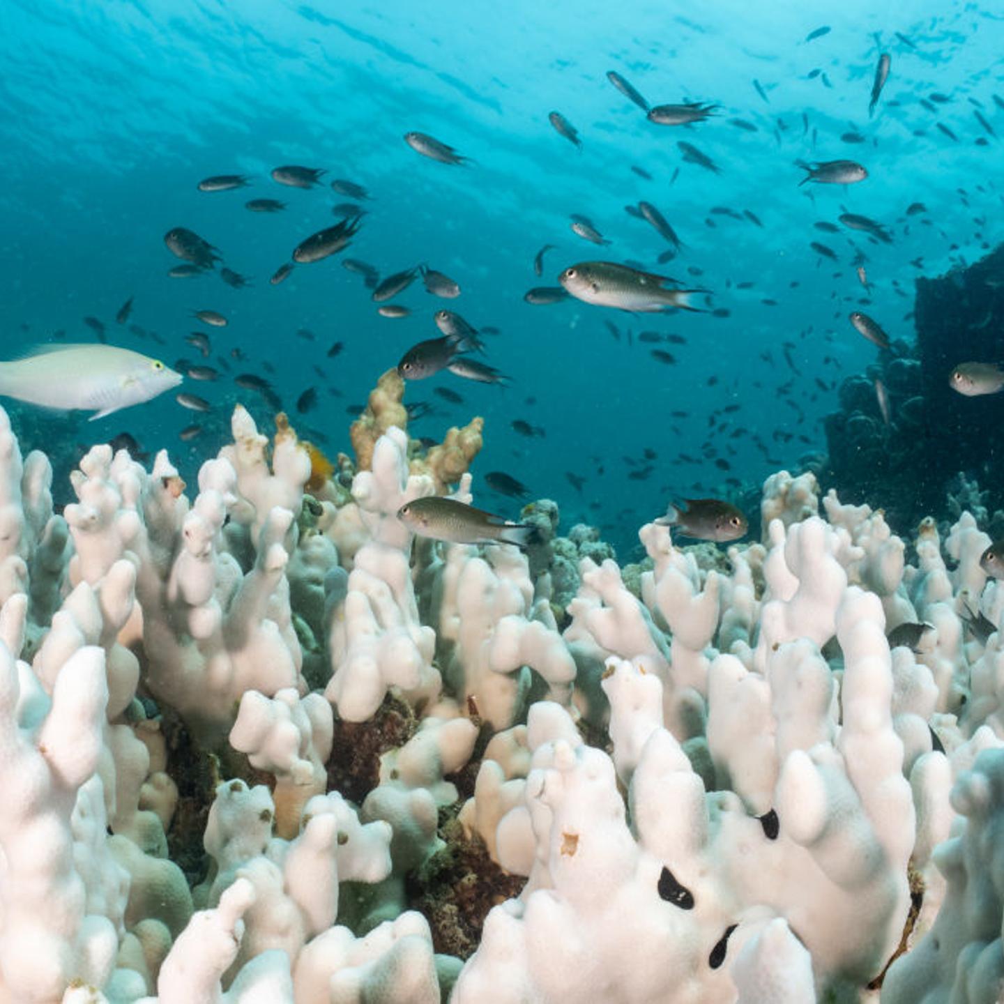 Mass Coral Bleaching Ravages Thailand's Reefs