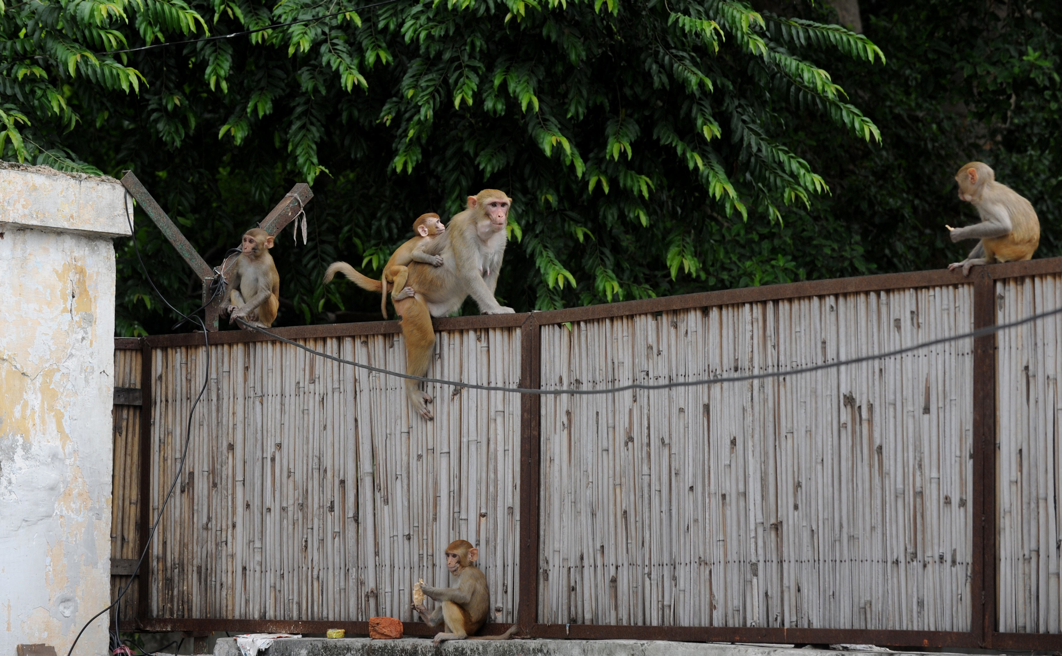 monkeys | TIME