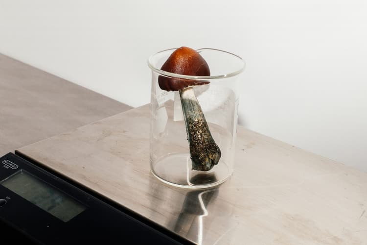 Psilocybin Could be a Therapeutic Breakthrough For Addiction