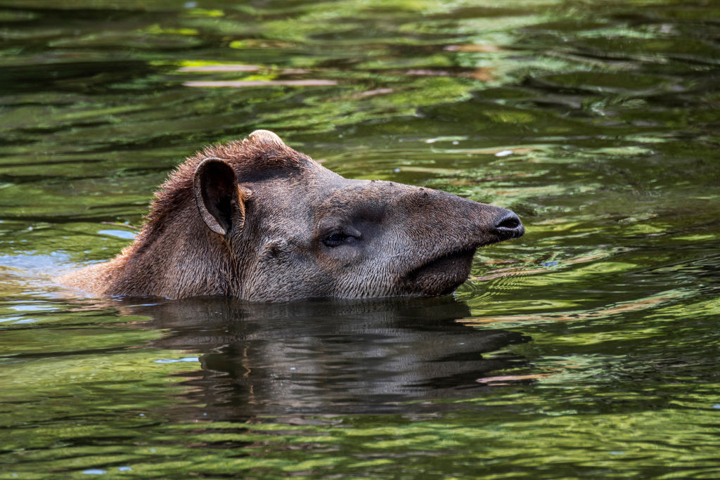 South American tapir, native to the Amazon, swimming in river and showing prehensile nose trunk.