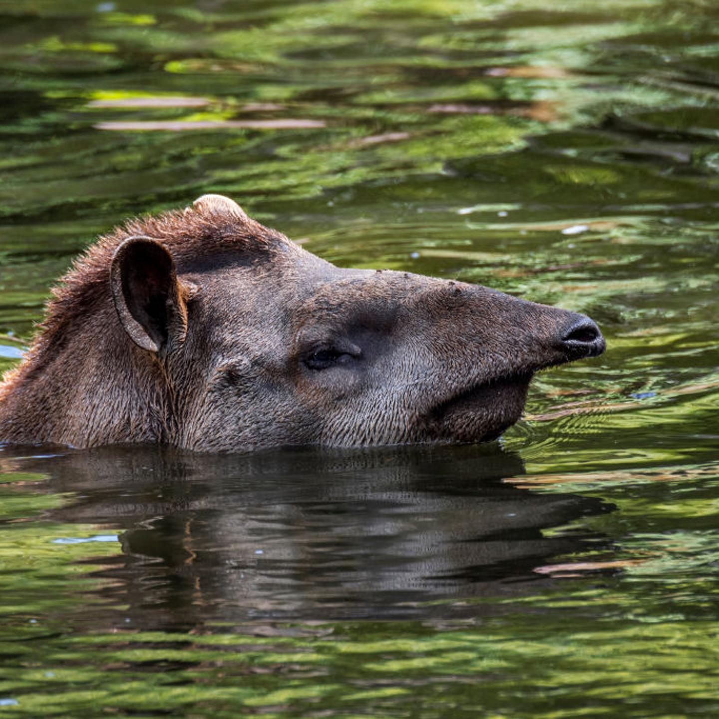 South American tapir, native to the Amazon, swimming in river and showing prehensile nose trunk.
