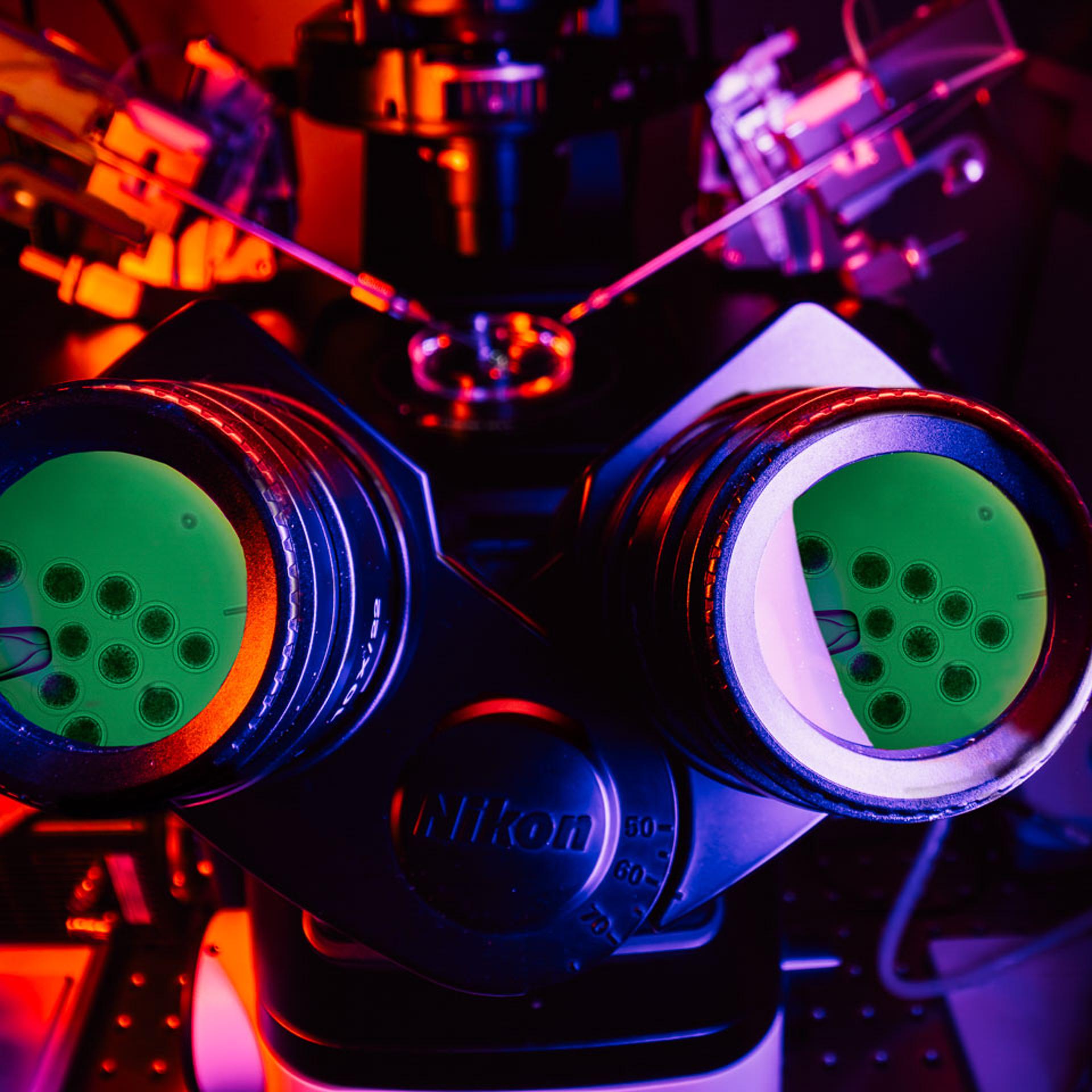 Dire wolf somatic cell nuclear transfer