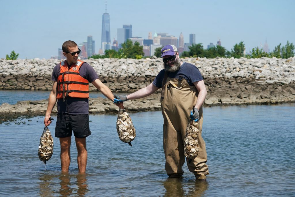 Workers with the Billion Oyster Project place oysters in the waters near Brooklyn's Bush Terminal Park Aug. 23, 2018 in New York.