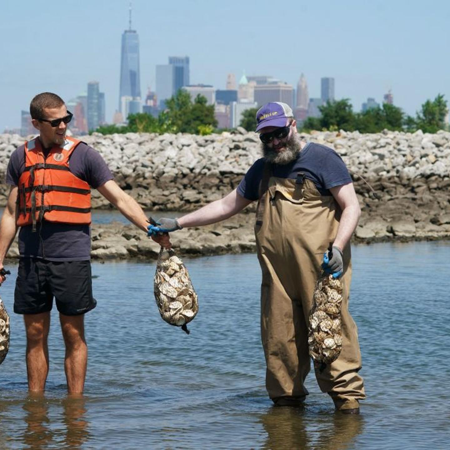 Workers with the Billion Oyster Project place oysters in the waters near Brooklyn's Bush Terminal Park Aug. 23, 2018 in New York.