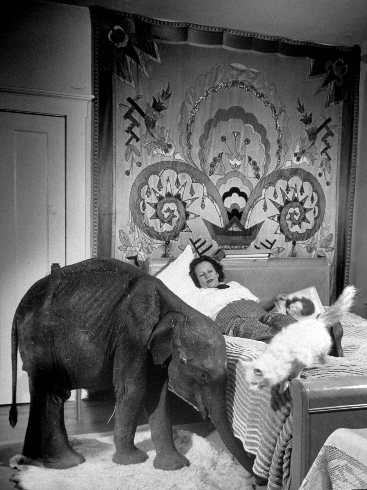 Butch the Circus Elephant in Gonzales, Texas, 1949