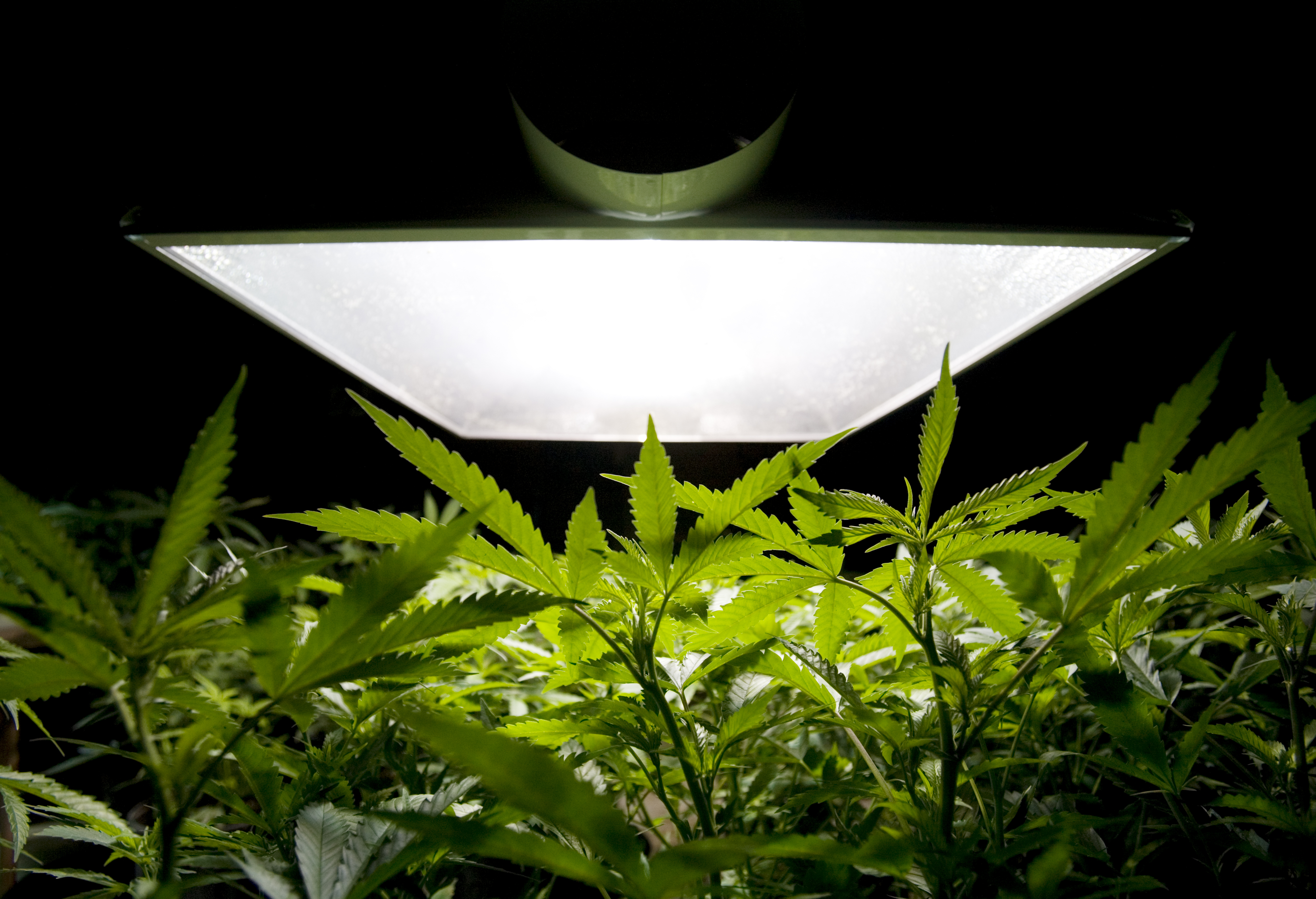 Medical Marijuana