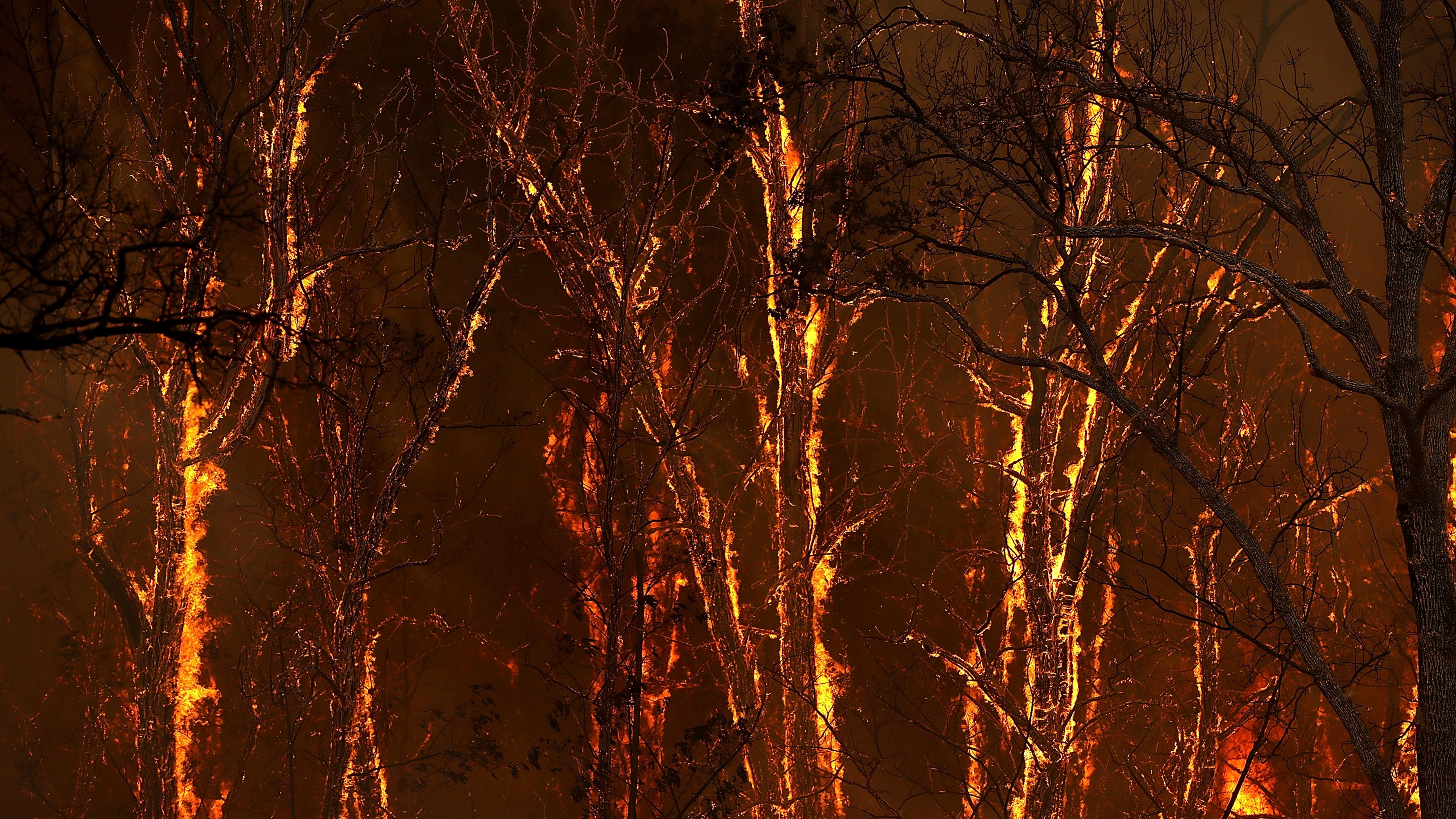 Flames from the Carr Fire burns through trees along highway 299 near Whiskeytown, Calif. on July 27.