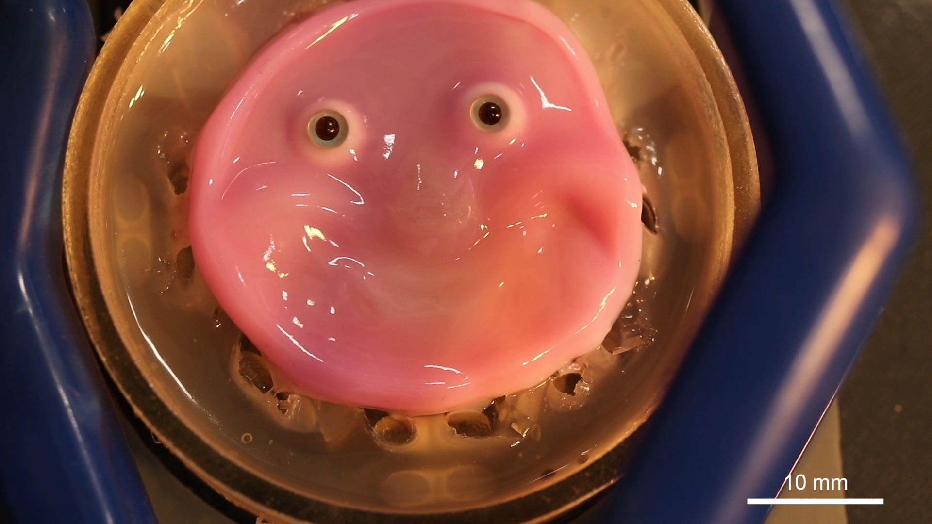 Researchers have discovered a new way to bind "skin" to solid structures through anchors 