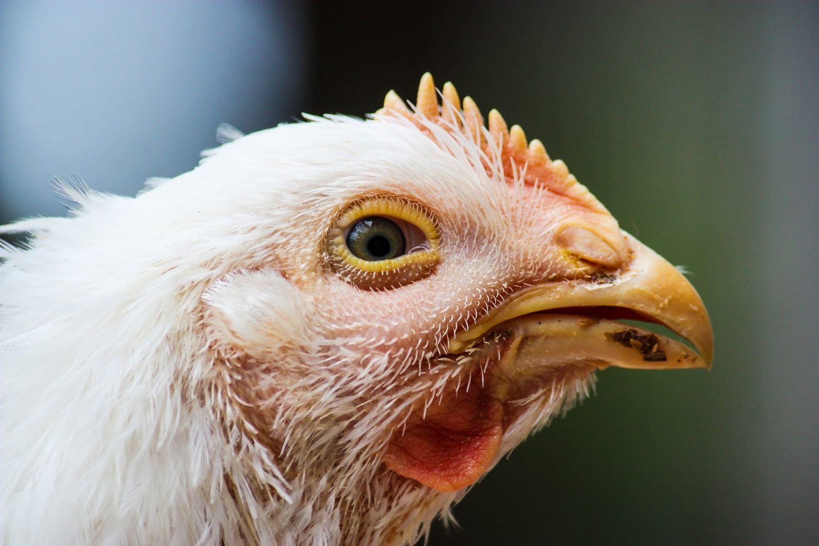 chicken head in profile view