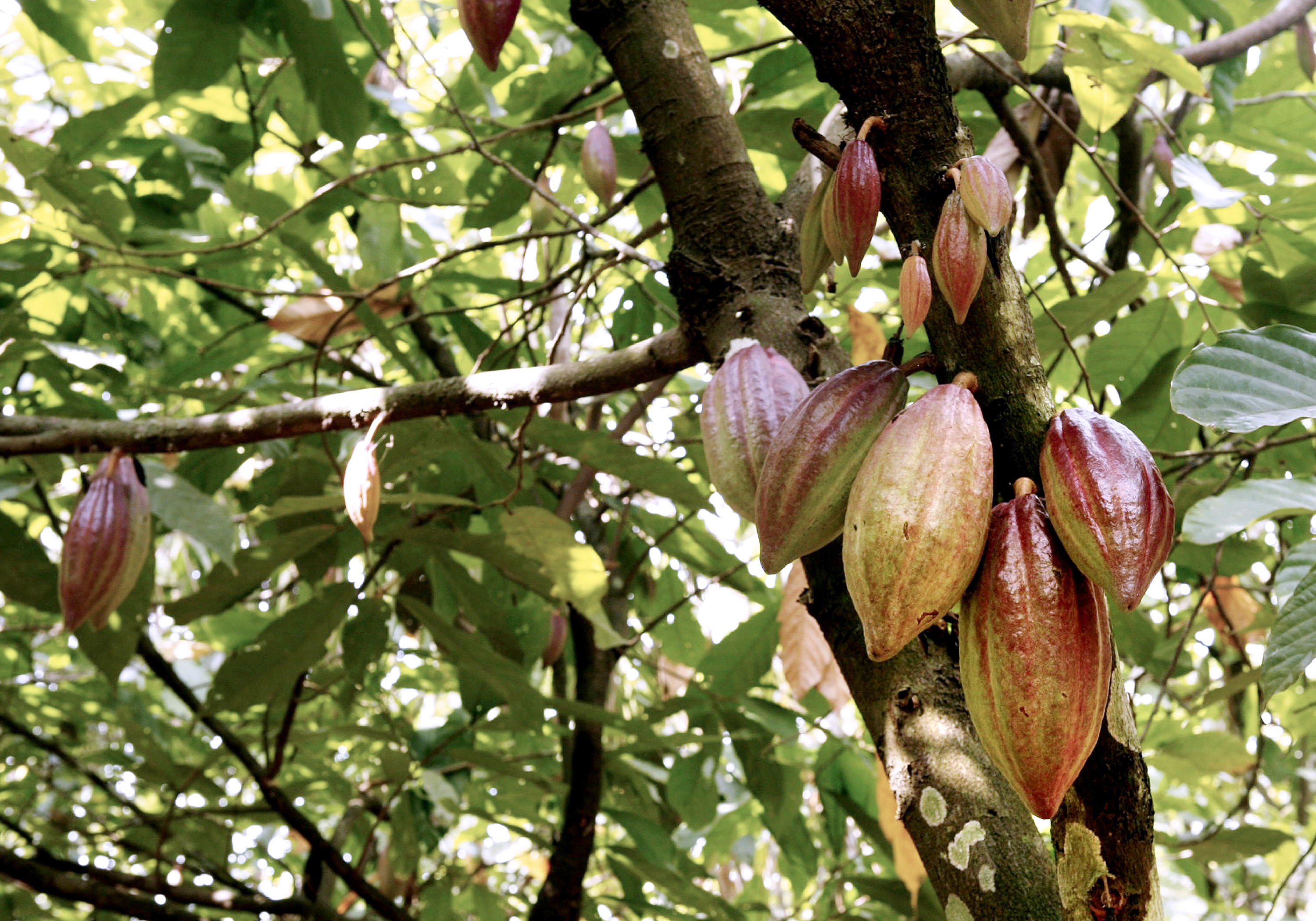Cocoa Trees in Africa Ravaged By Disease With No Known Cure