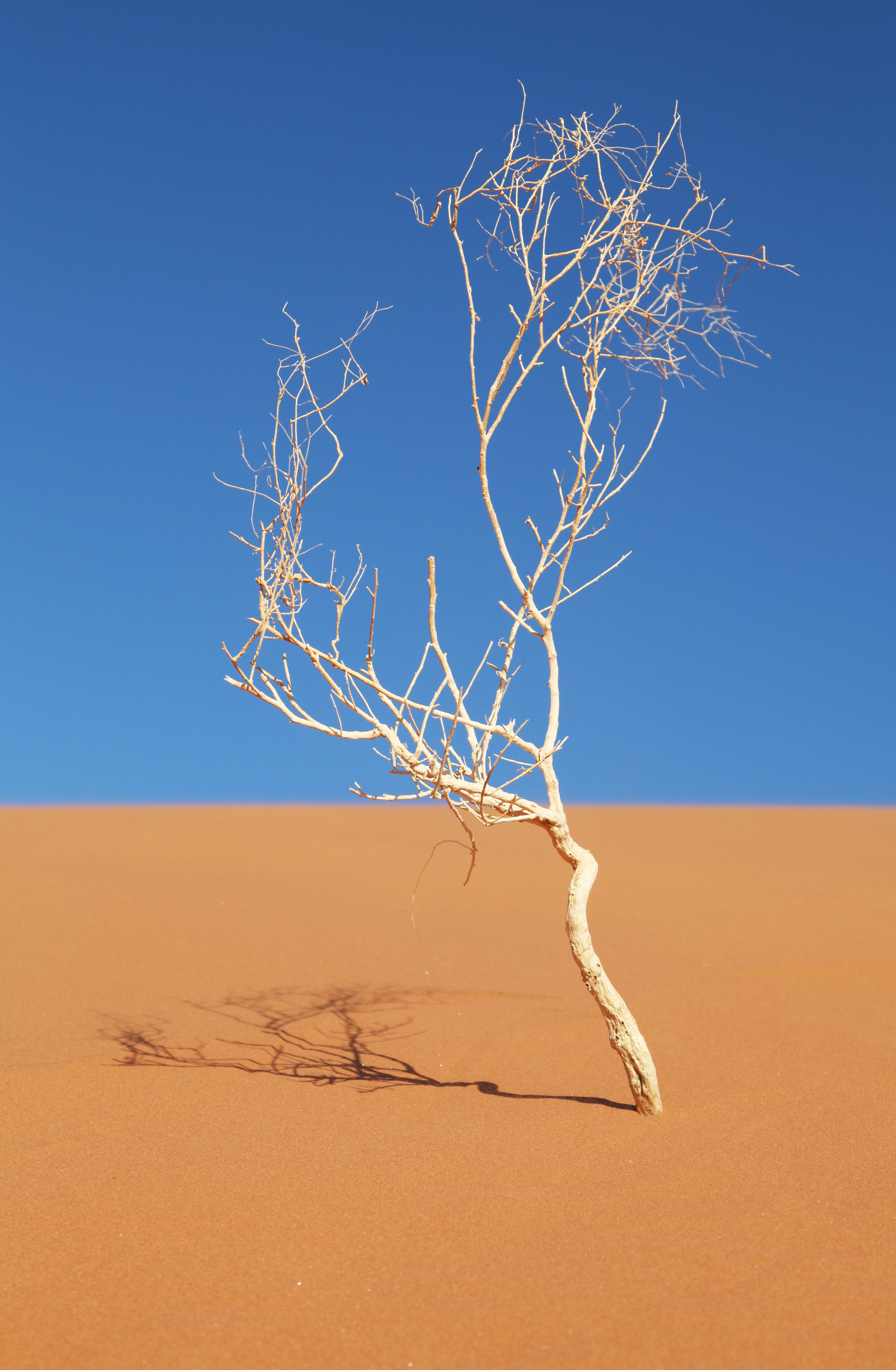 Effects of Climate Change: Rising Temperatures Harm Plant Growth