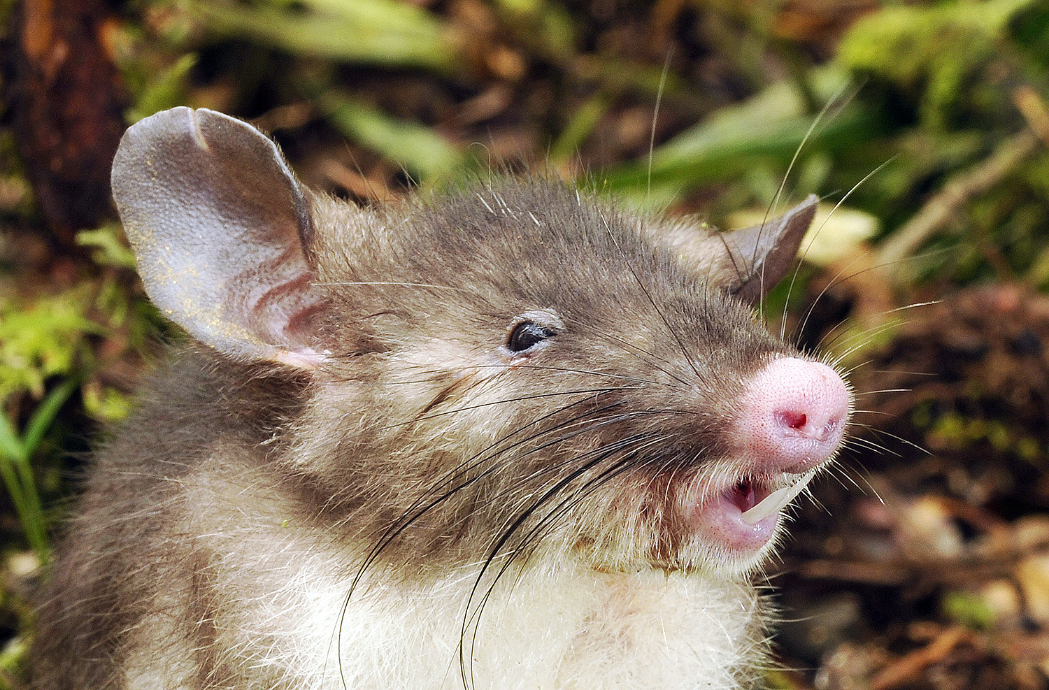 Meet the Newest Mammal Known to Science: The Hog-Nosed Rat