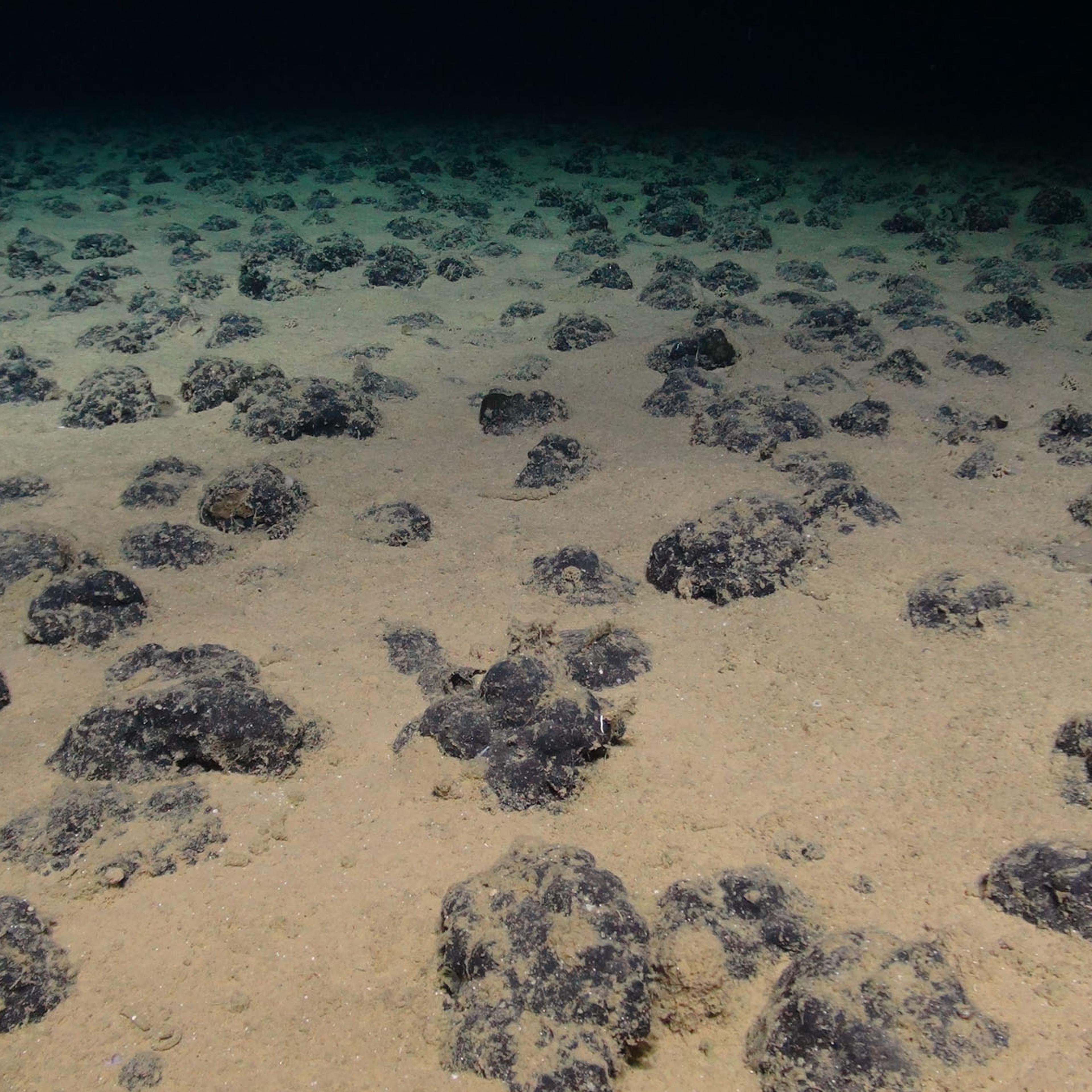 Deep-sea nodules are a
source of critical metals. Mining for them could harm ecosystems