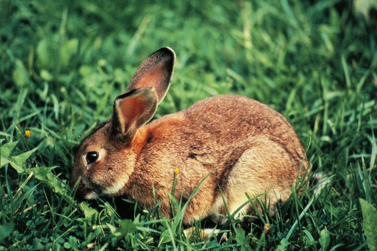 Common Rabbit Pests How Furry Pet Rabbits Can Become Invasive Feral Pests