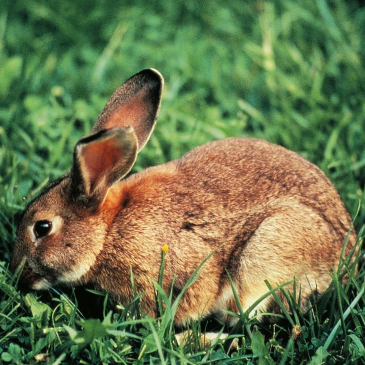 European rabbit or Common rabbit