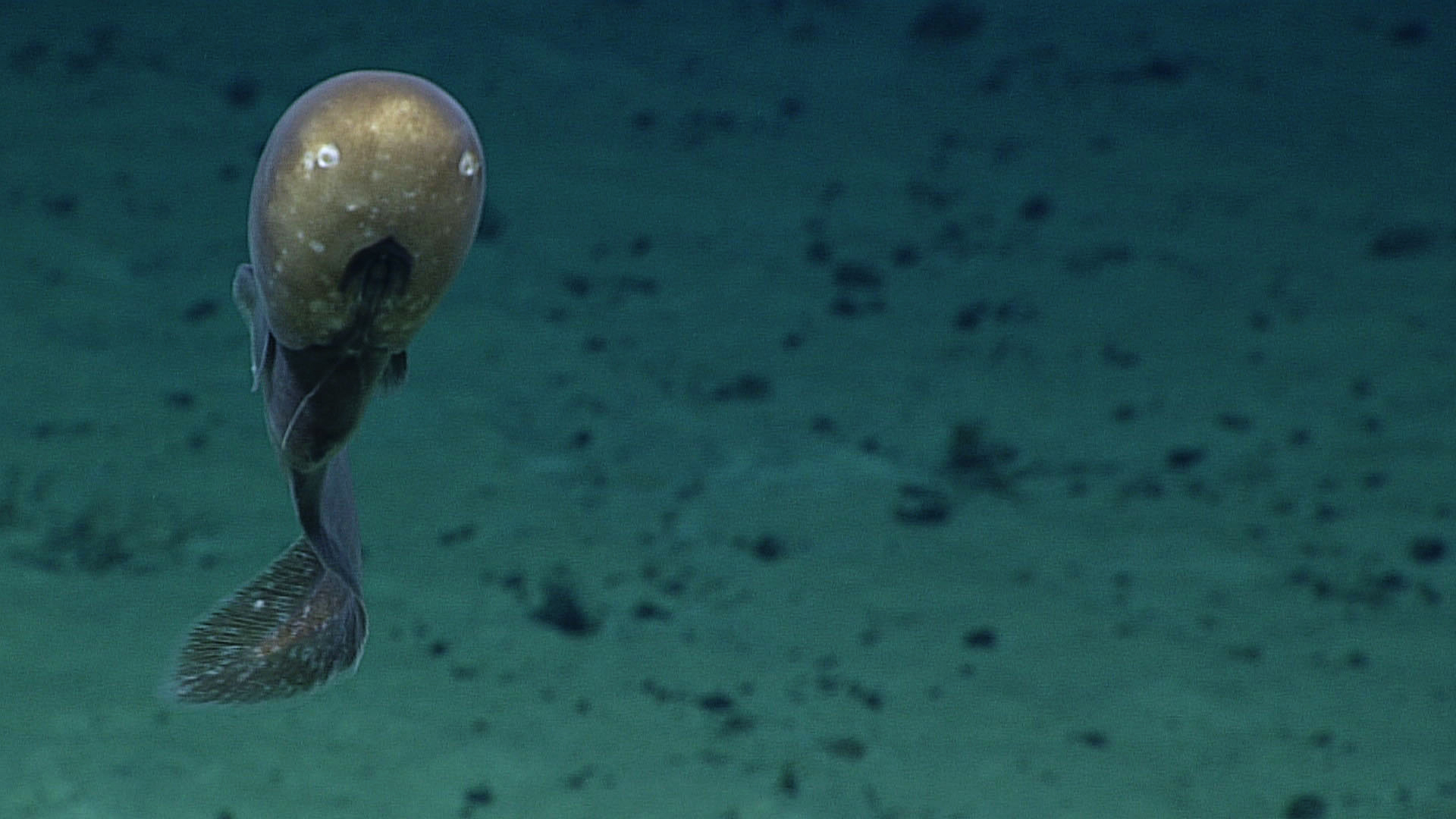 Okeanos Explorer: Bizarre and Beautiful Deep Sea Creatures