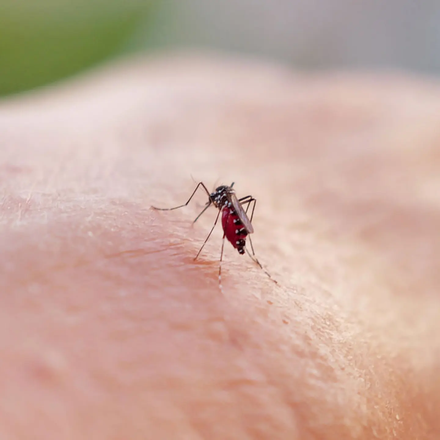 FRANCE-ENVIRONMENT-NATURE-MOSQUITO