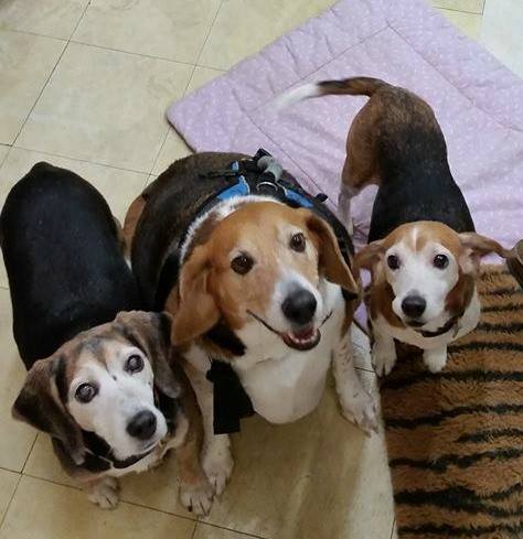 85 Pound Beagle Kale Chips Lost 20 Pounds