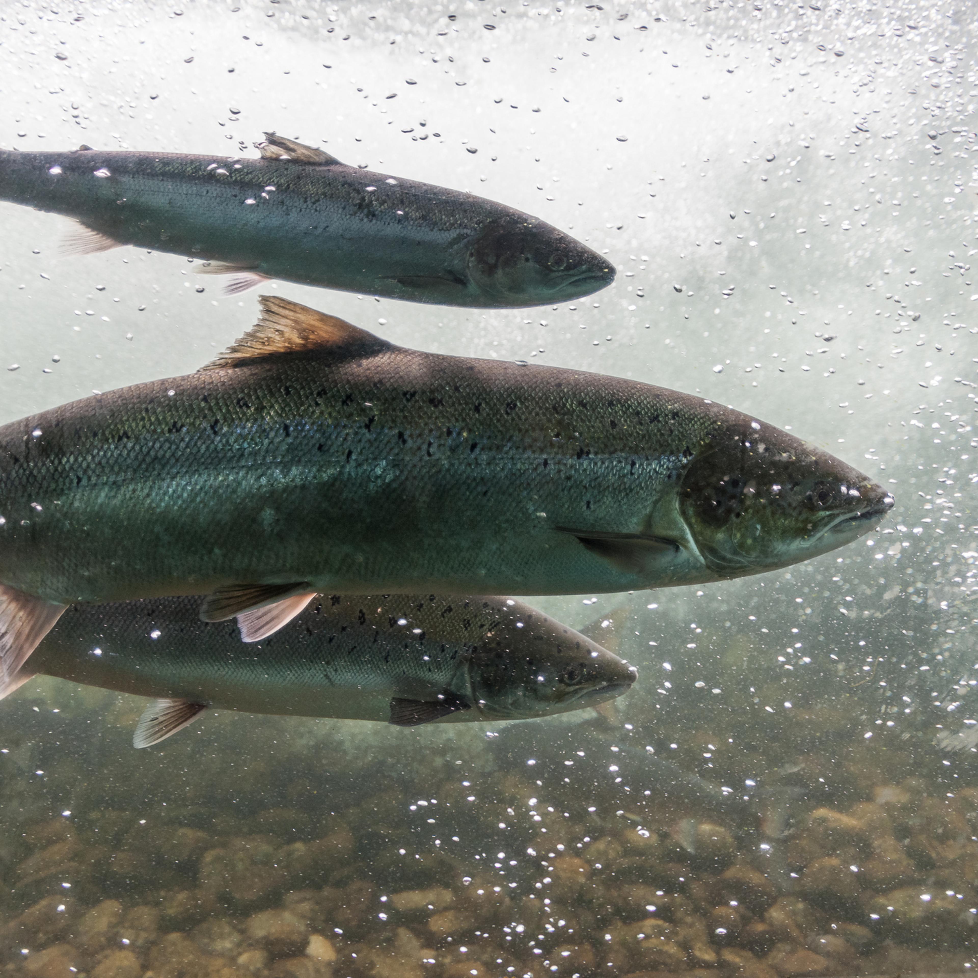 Atlantic salmon swimming against the river current.