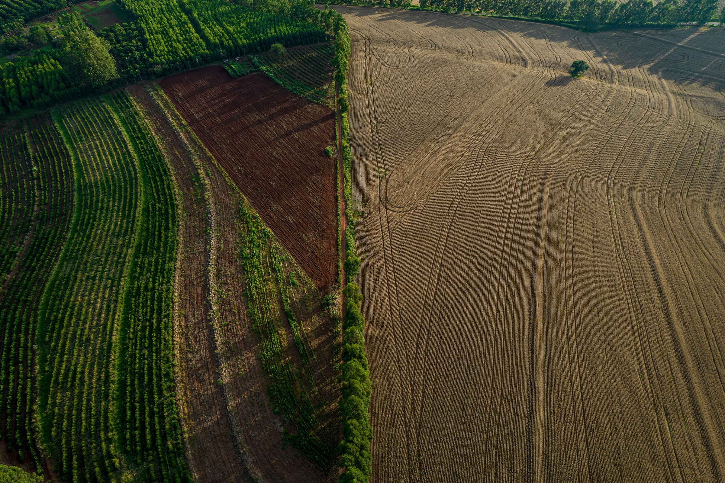 Preta Terra’s agroforestry project, left, beside a monoculture farm, in Timburi, Brazil, on March 29.