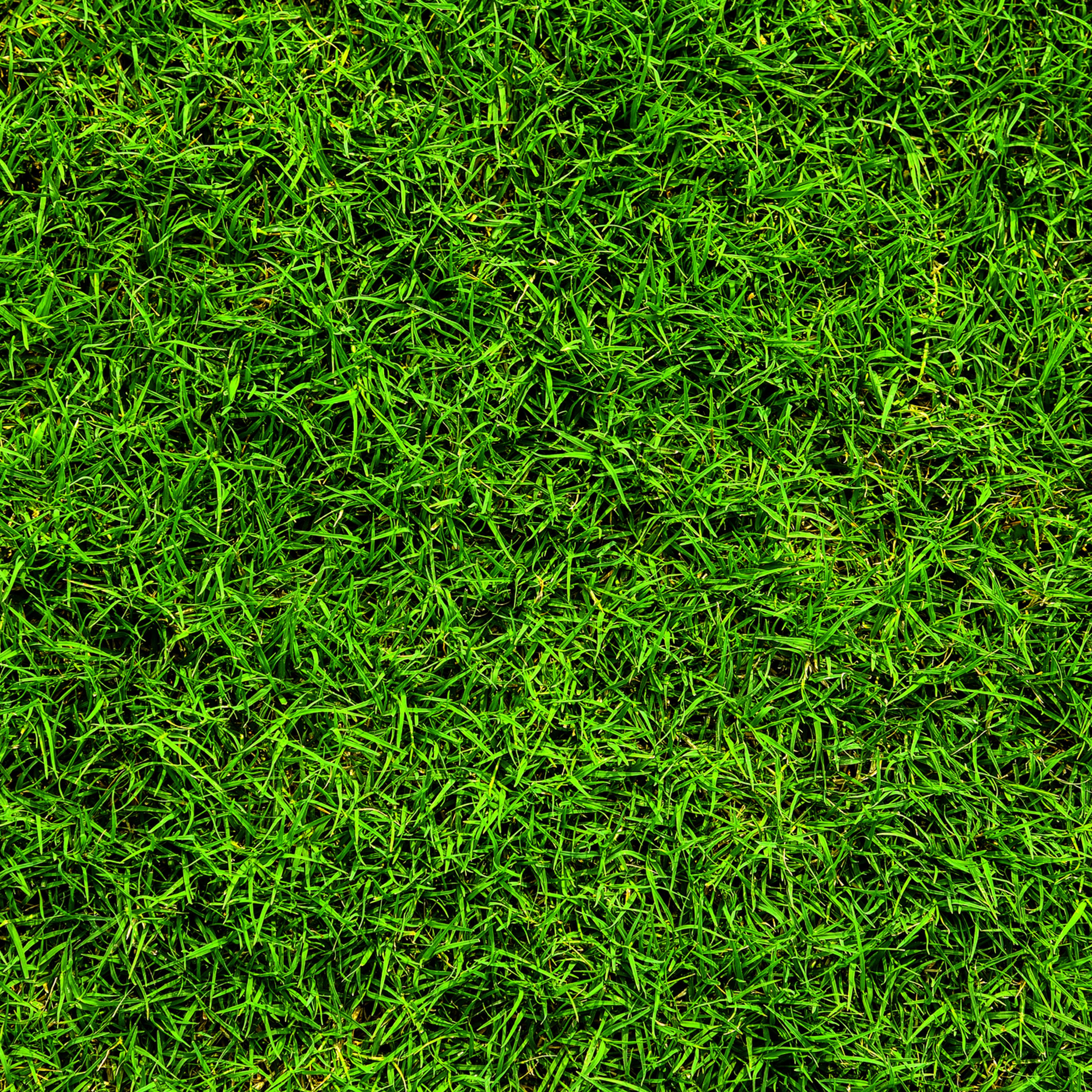 green-lawn-fertilizer