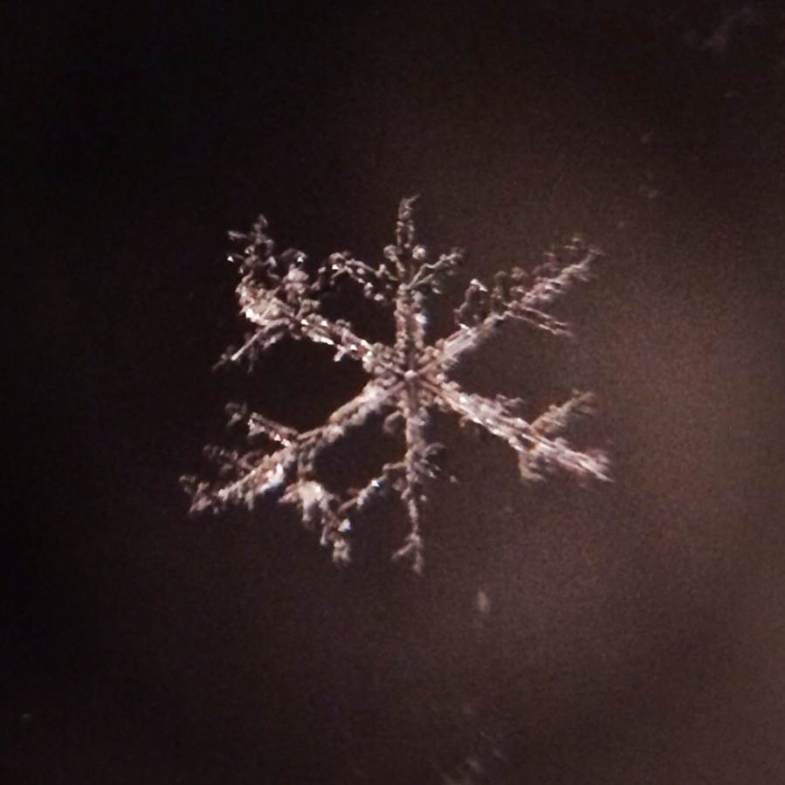 The following photos were shot on Greg Miller's iPhone: Snowflake I
