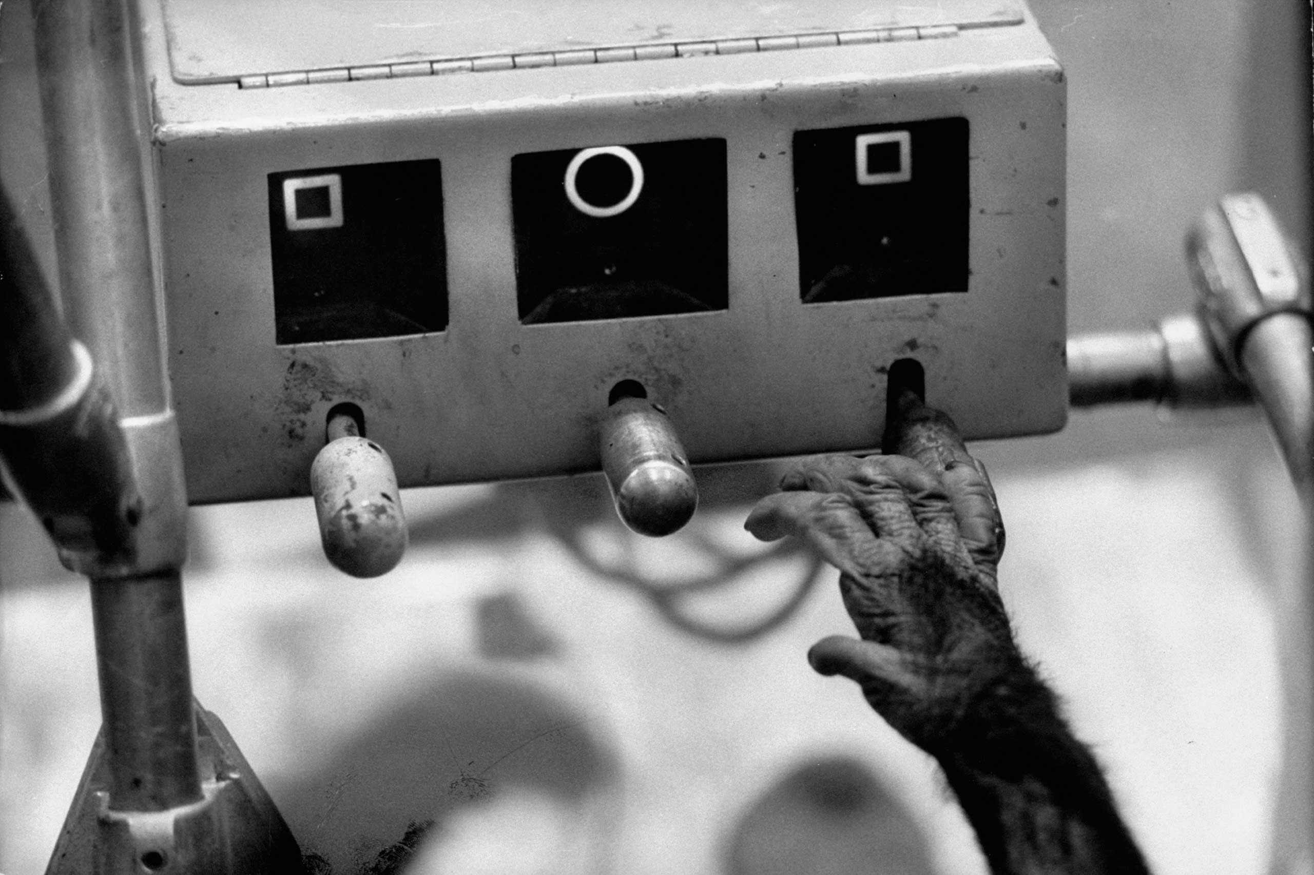 Astrochimps: Photos of Ham, the First Chimpanzee in Space, and Others