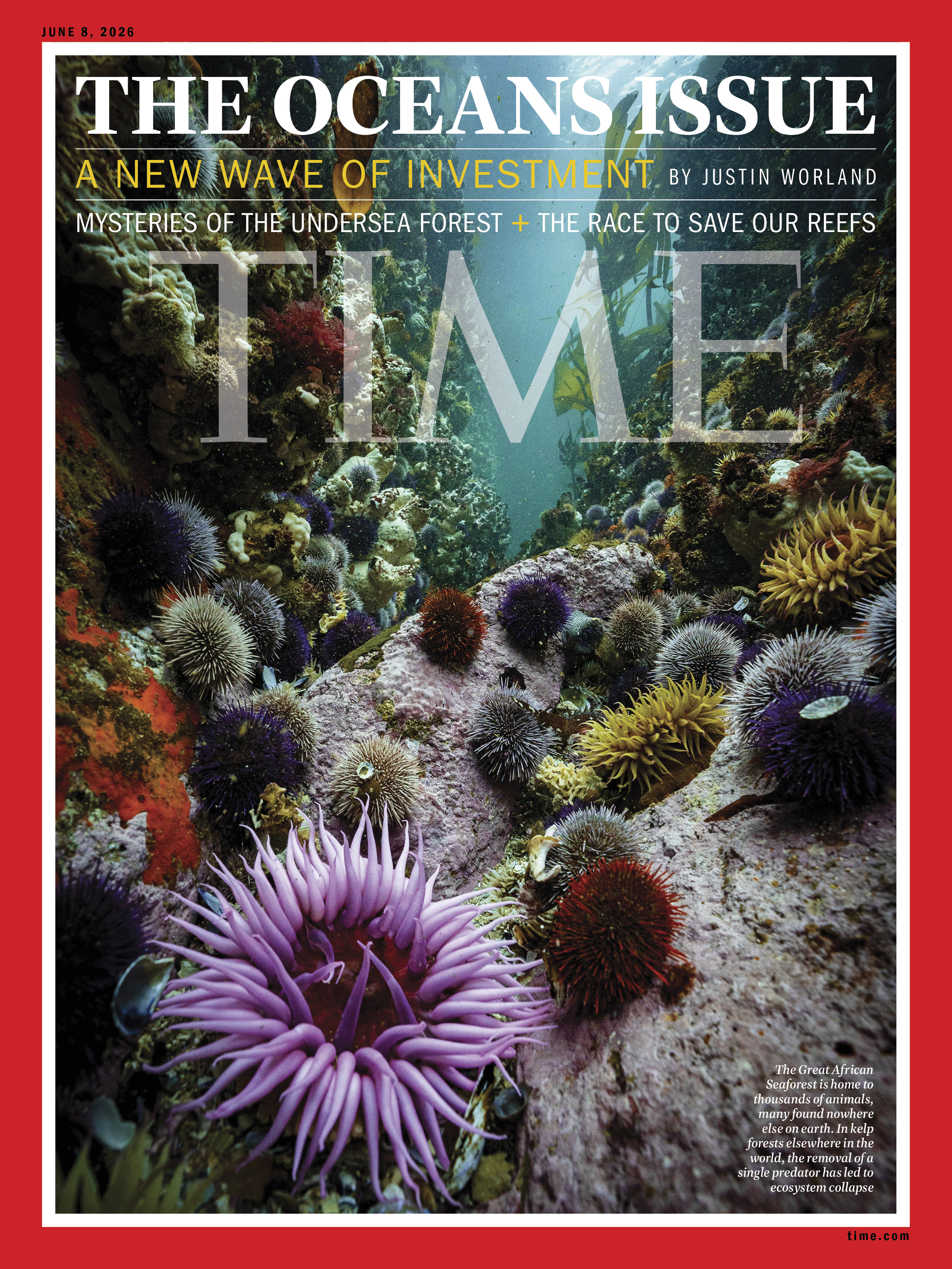 The Power Hiding in Underwater Forests The Power Hiding in Underwater Forests