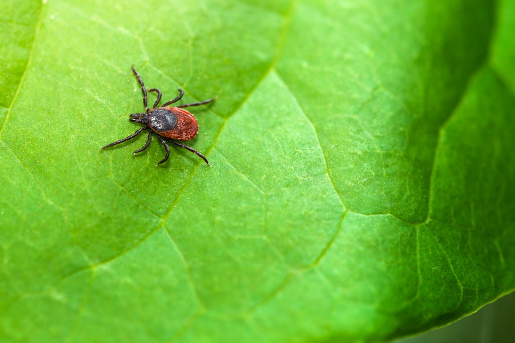 It's Going to Be a Bad Tick Season. Here's How to Protect Yourself