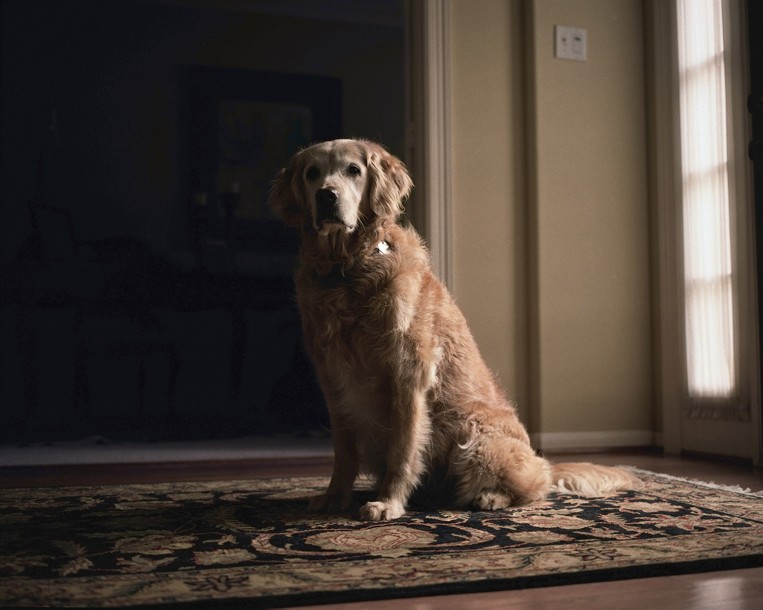 The Heart of a Beast: Charlotte Dumas' Poignant Animal Photography