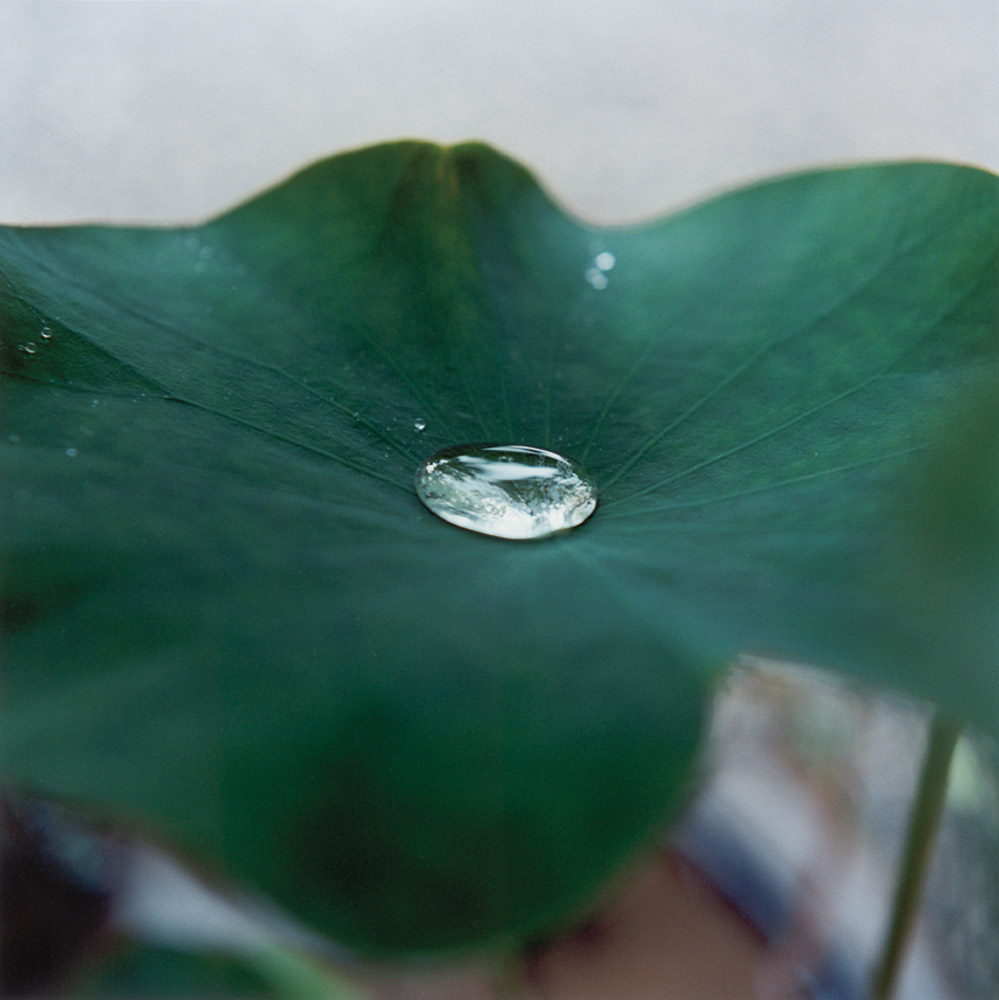 Rinko Kawauchi's Illuminance