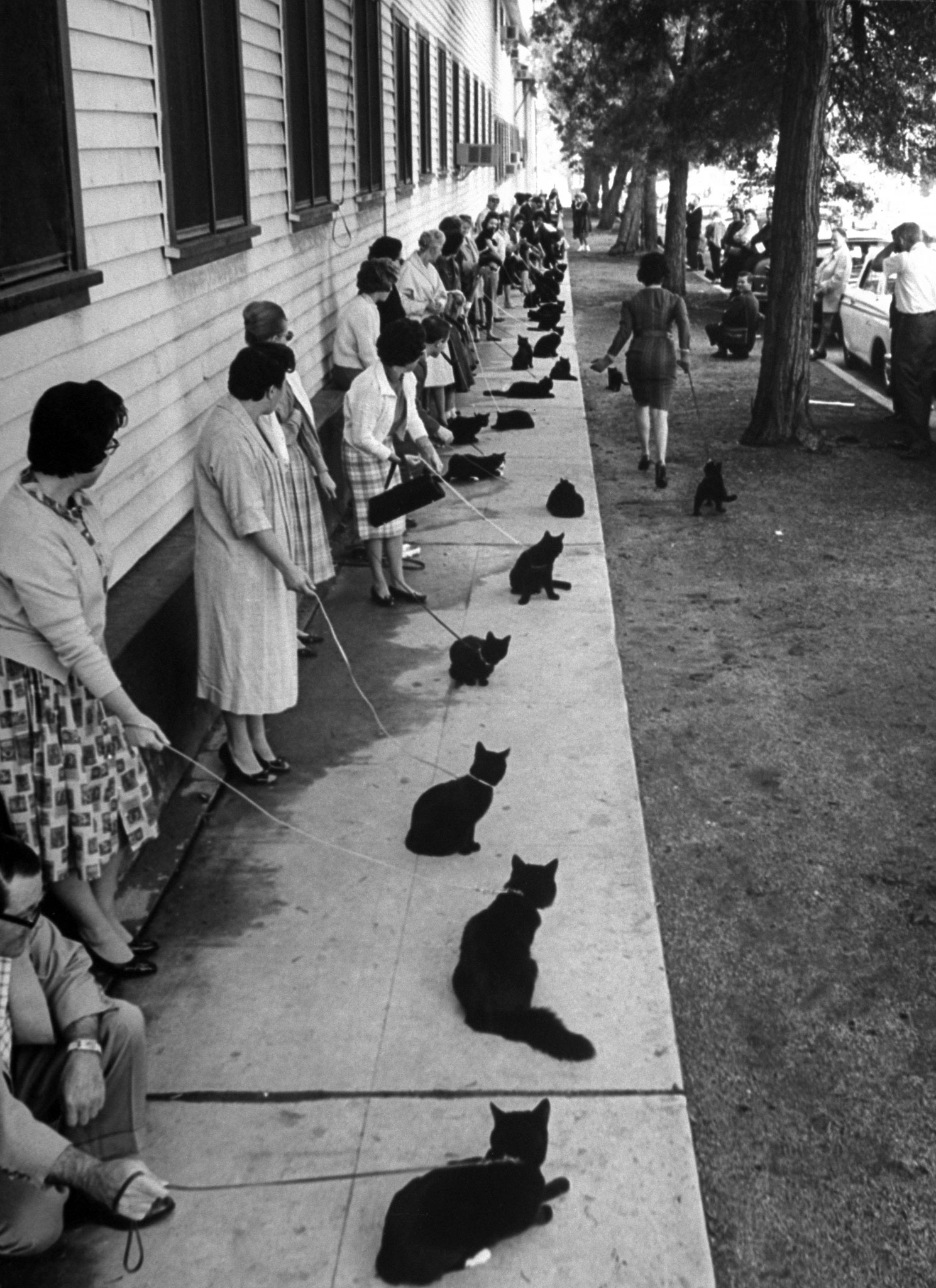 Black Cat Auditions: 1961 Try-Outs for Title Role in a Movie