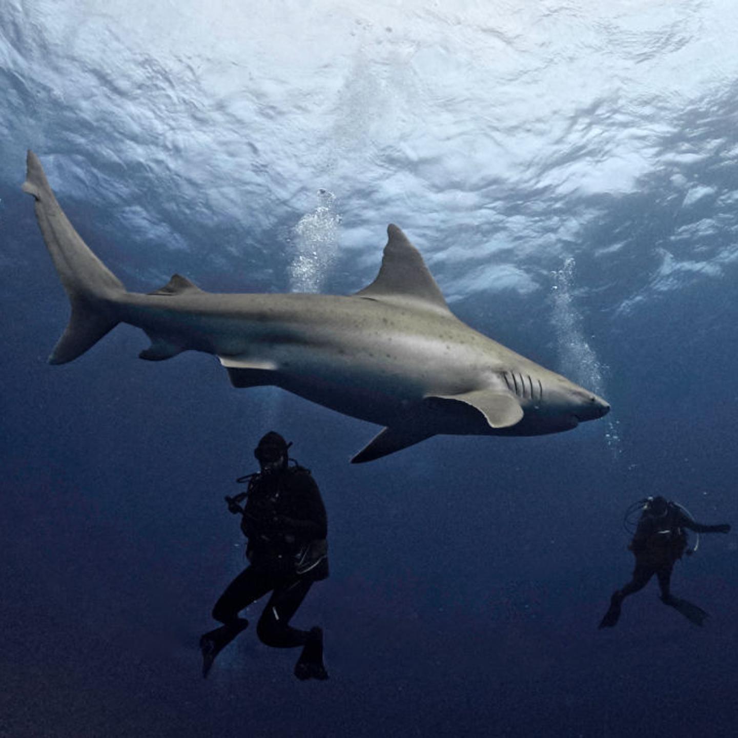 A group of divers swim with a sandbar shark off Jupiter, Florida on Feb. 24, 2024.