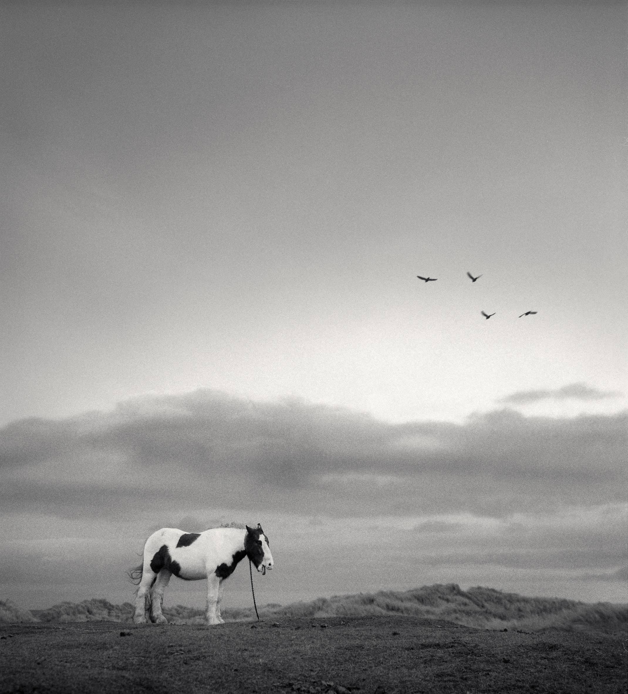 アート・デザイン・音楽 here far away / pentti sammallahti Here Far Away: The Visual Fables of Pentti Sammallahti