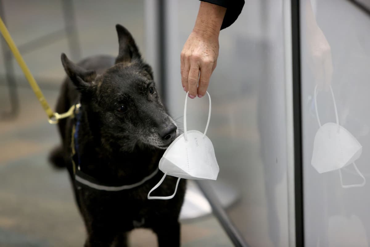 Dogs Can Sniff Out COVID-19 and Signs of Long COVID