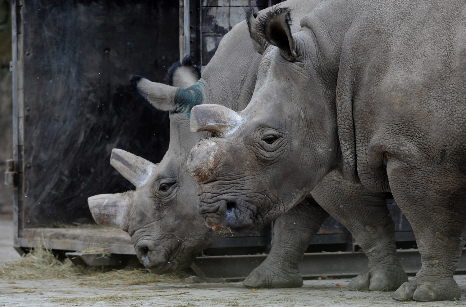 Northern White Rhino Dies at U.S. Zoo Leaving Only 5 Left in the World