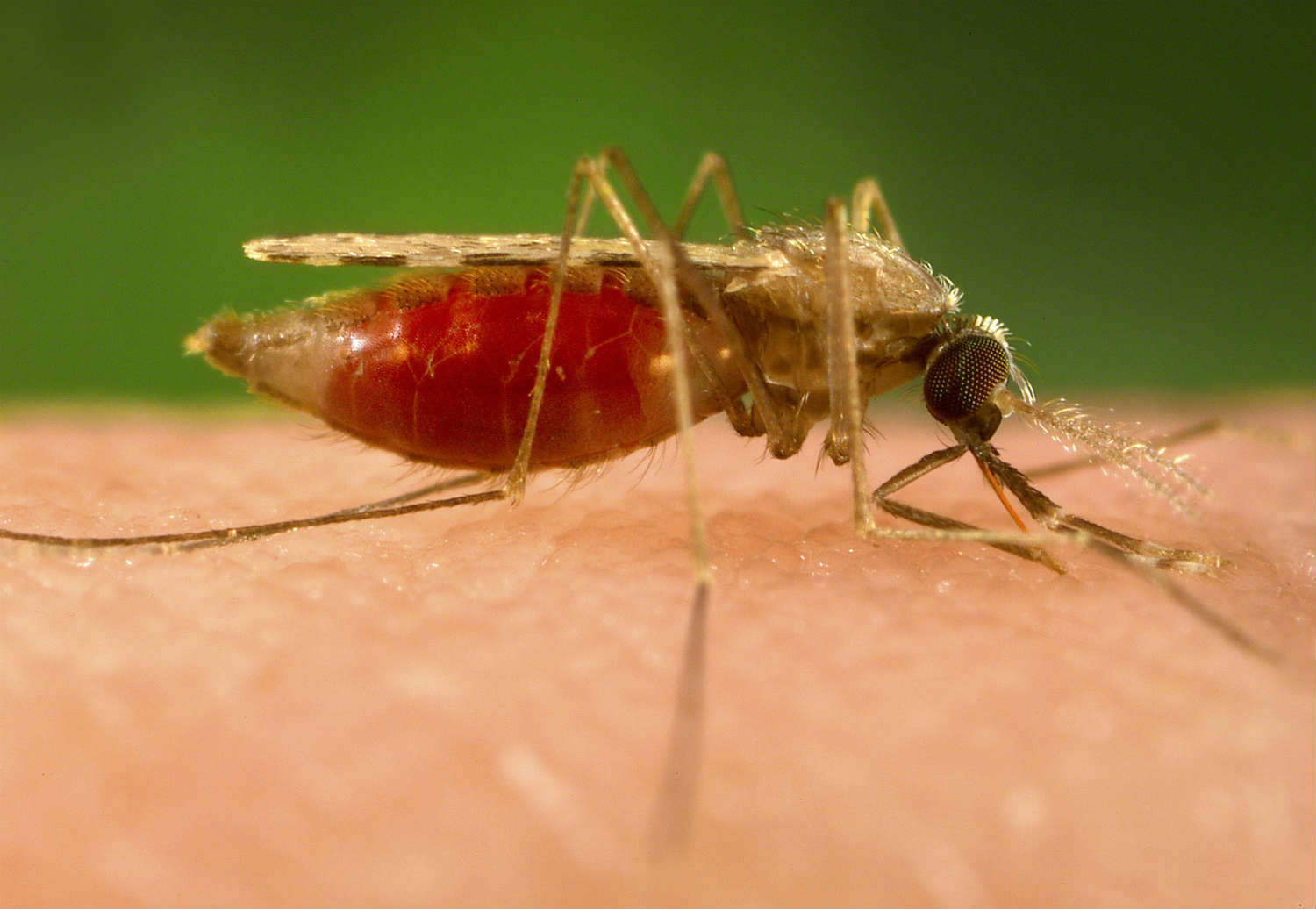 Malaria mosquito