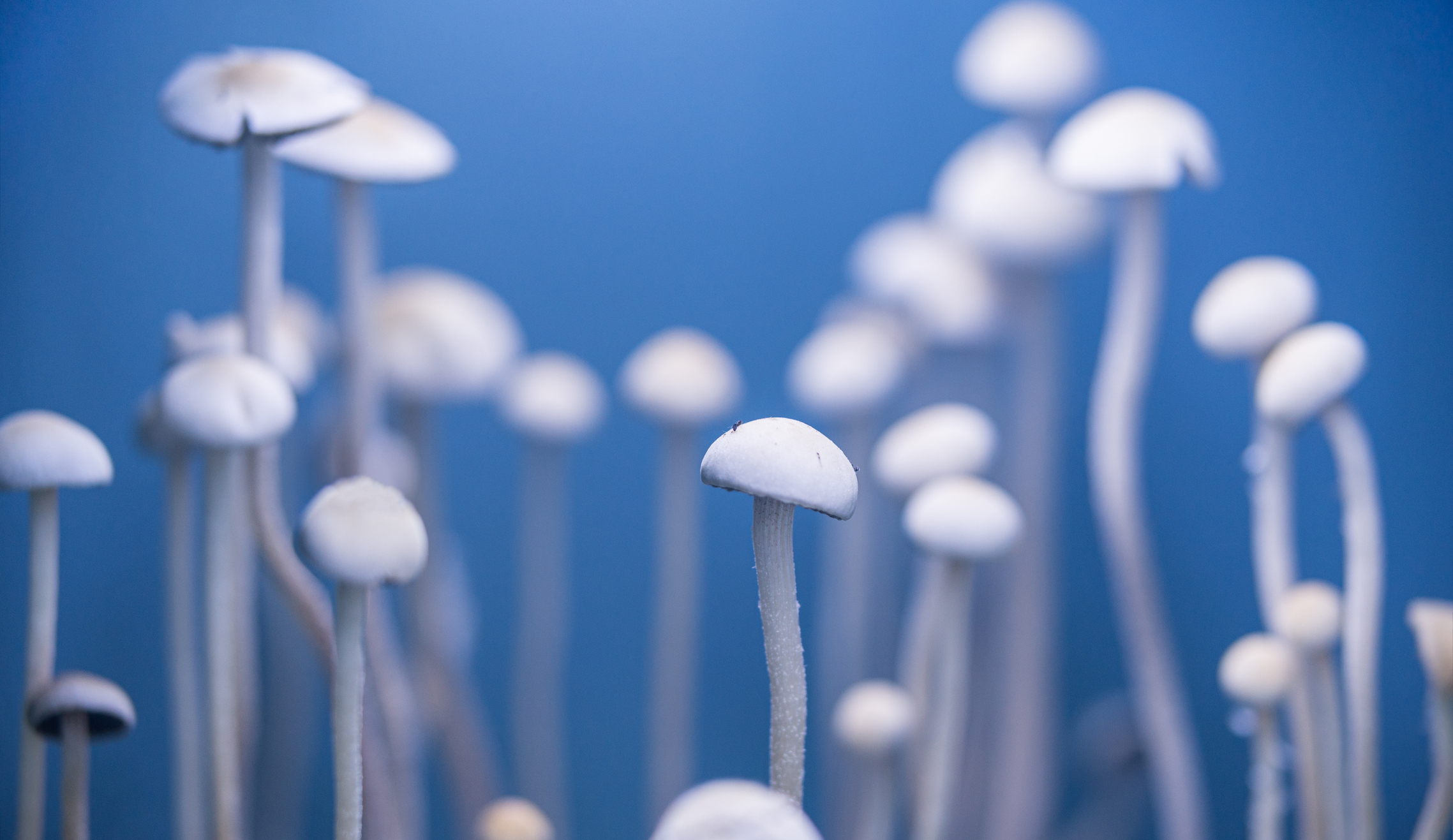 psilocybin-psychedelic