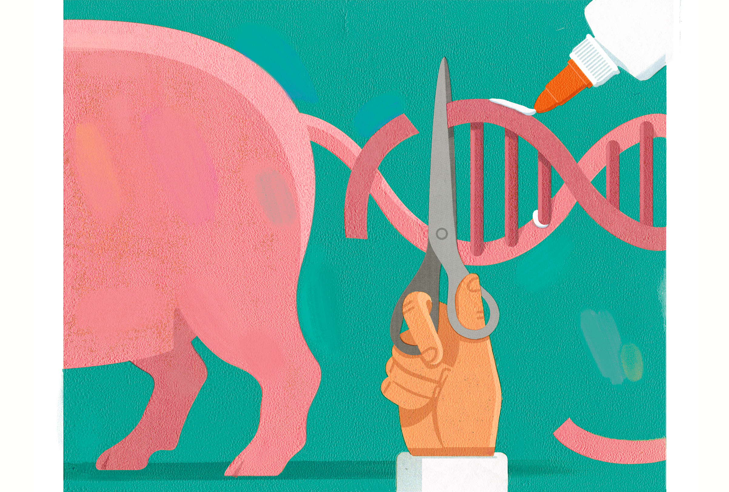 pig-crispr-longevity-pete-ryan