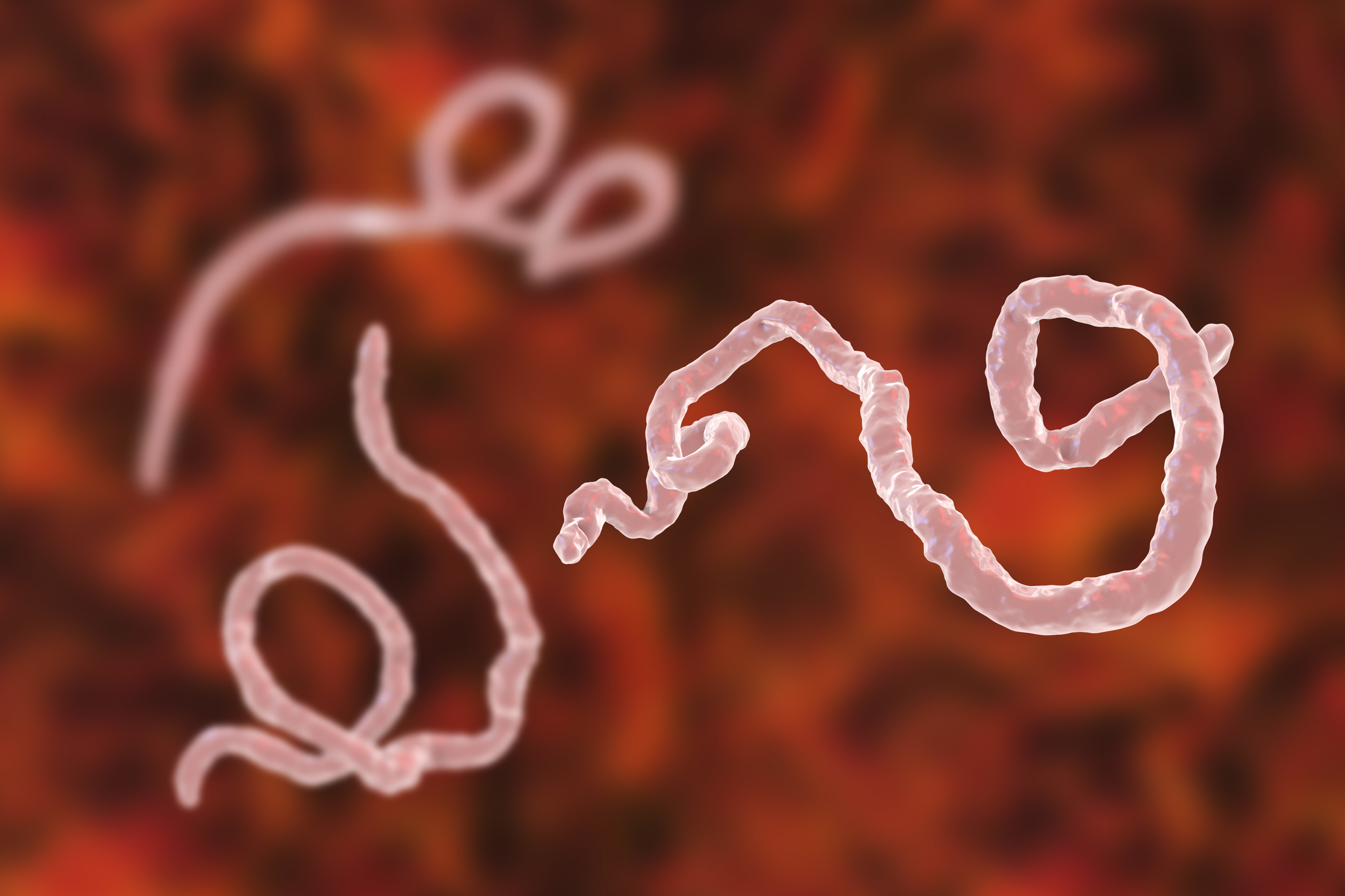 A New Ebola Outbreak in Democratic Republic of Congo Kills 65 and Sickens Hundreds