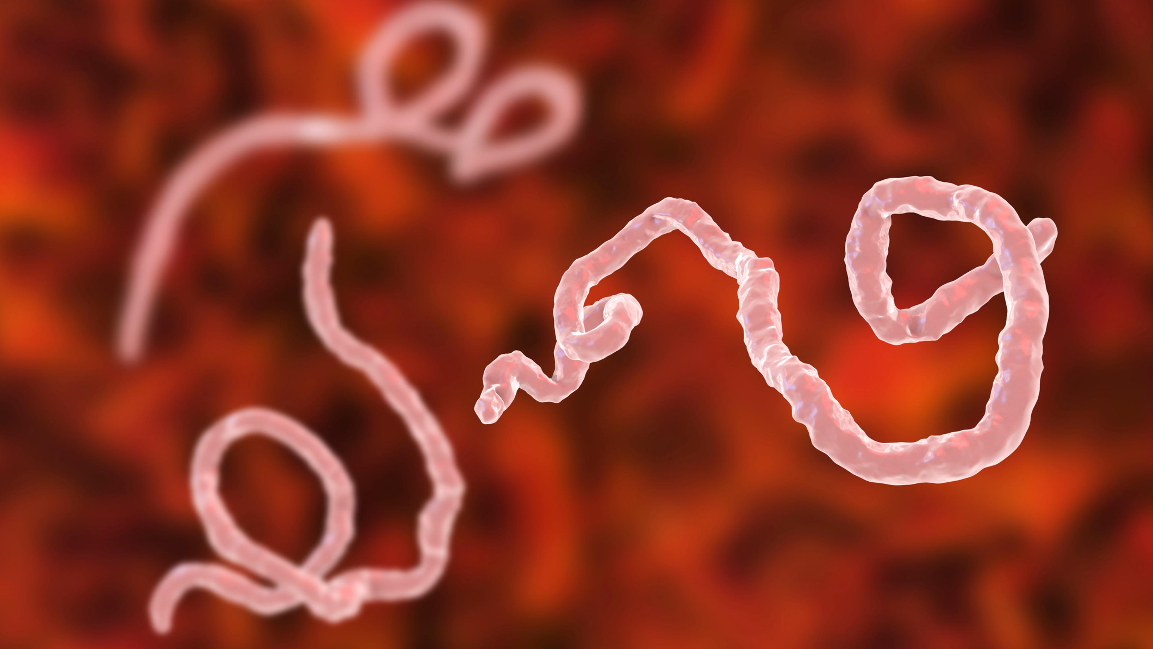 A New Ebola Outbreak in Democratic Republic of Congo Kills 65 and Sickens Hundreds