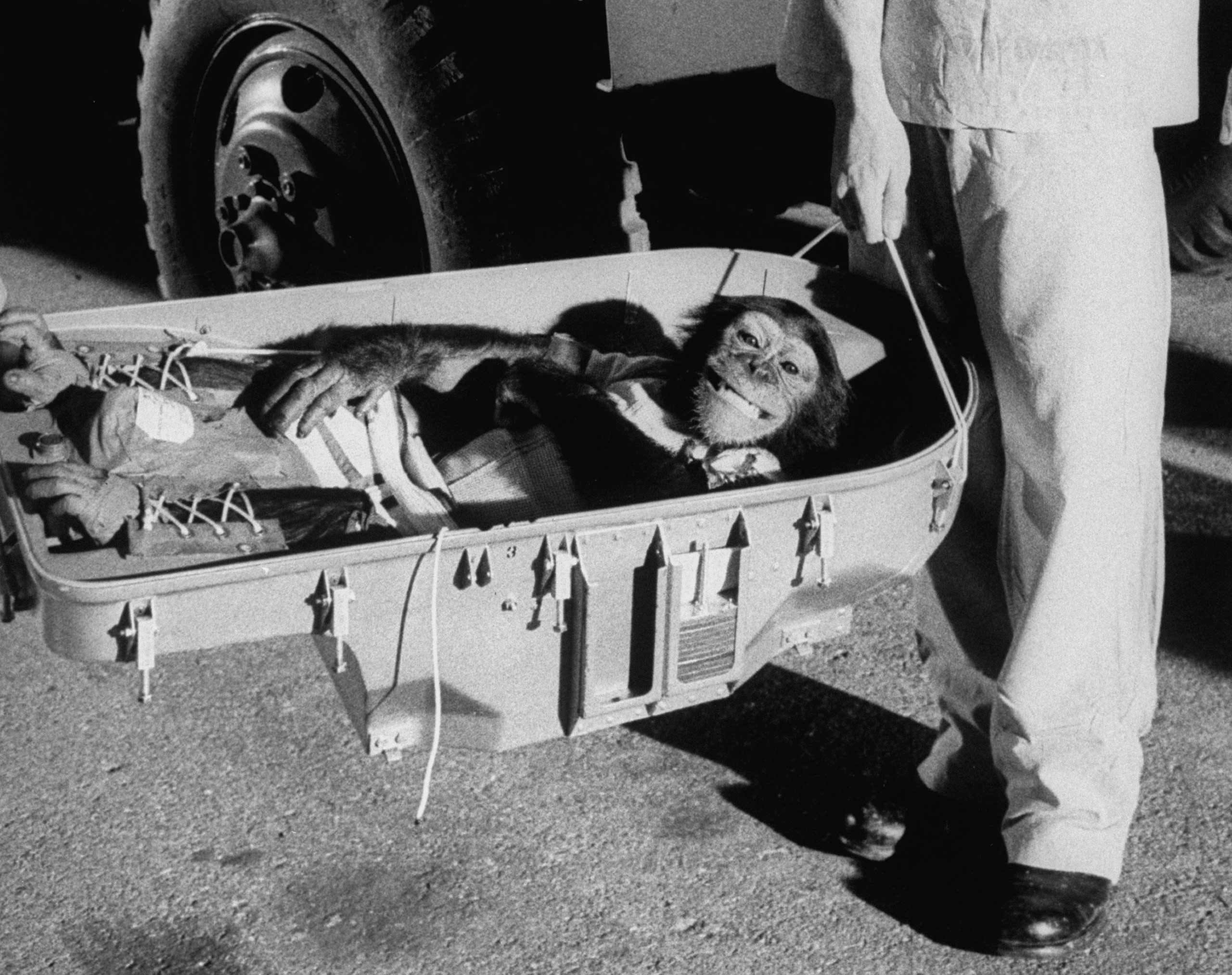 LIFE With the Astrochimps: Early Stars of the Space Race